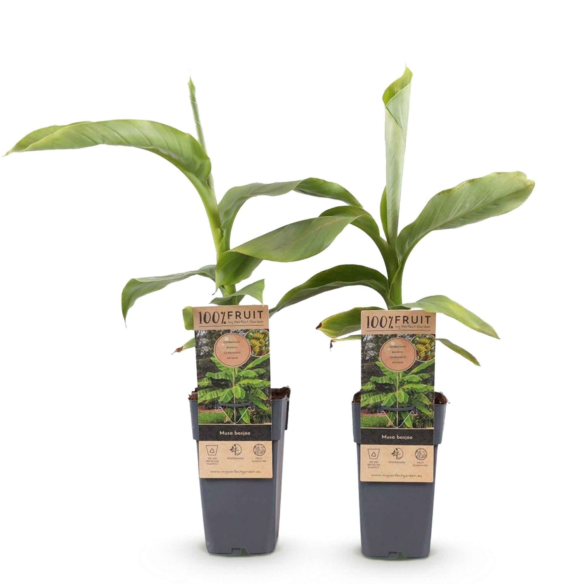 Image of Japanische Faserbanane – Musa basjoo – Winterhart – 2 Pflanzen – Ø15cm – Höhe ca. 50cm – Tropische Optik & essbare Früchte – Pflegeleicht-2