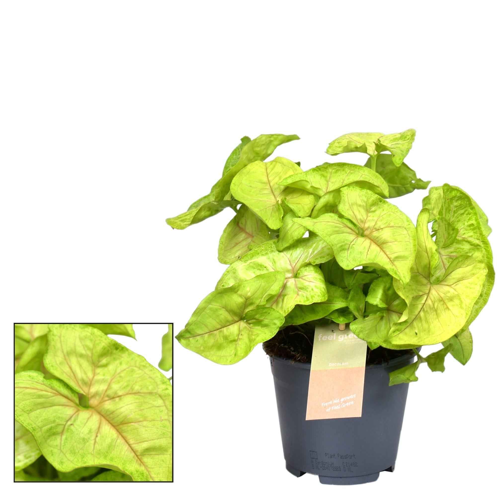Image of Syngonium Golden 'Feel Green' – Zimmerpflanze – Ø14cm – ↕30cm – Pfeilblatt mit goldgrünem Laub – Pflegeleicht & dekorativ – Für helle Innenräume