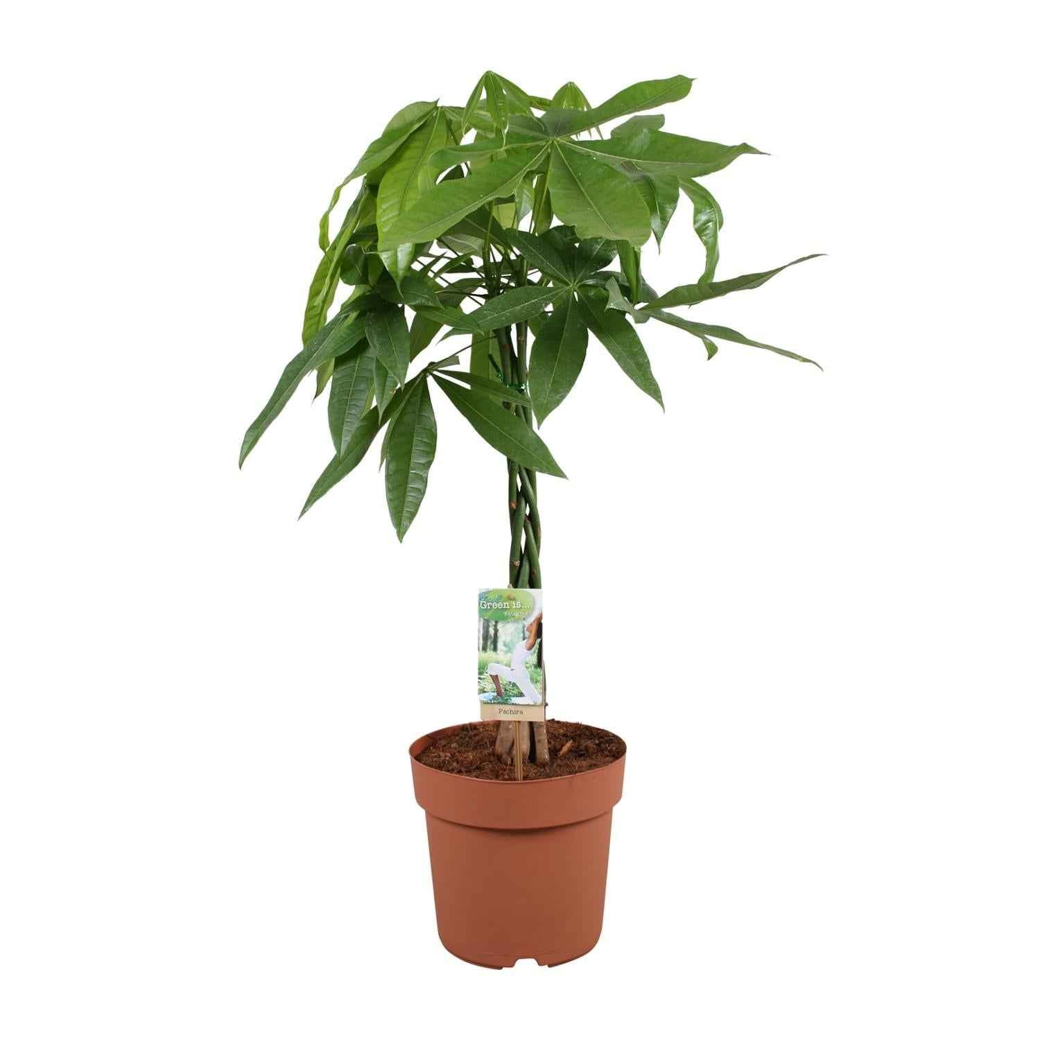 Image of Glückskastanie Pachira Aquatica – Zimmerpflanze – Ø21cm ↕90cm – Symbolische Pflanze – Pflegeleicht – Grünpflanze-0