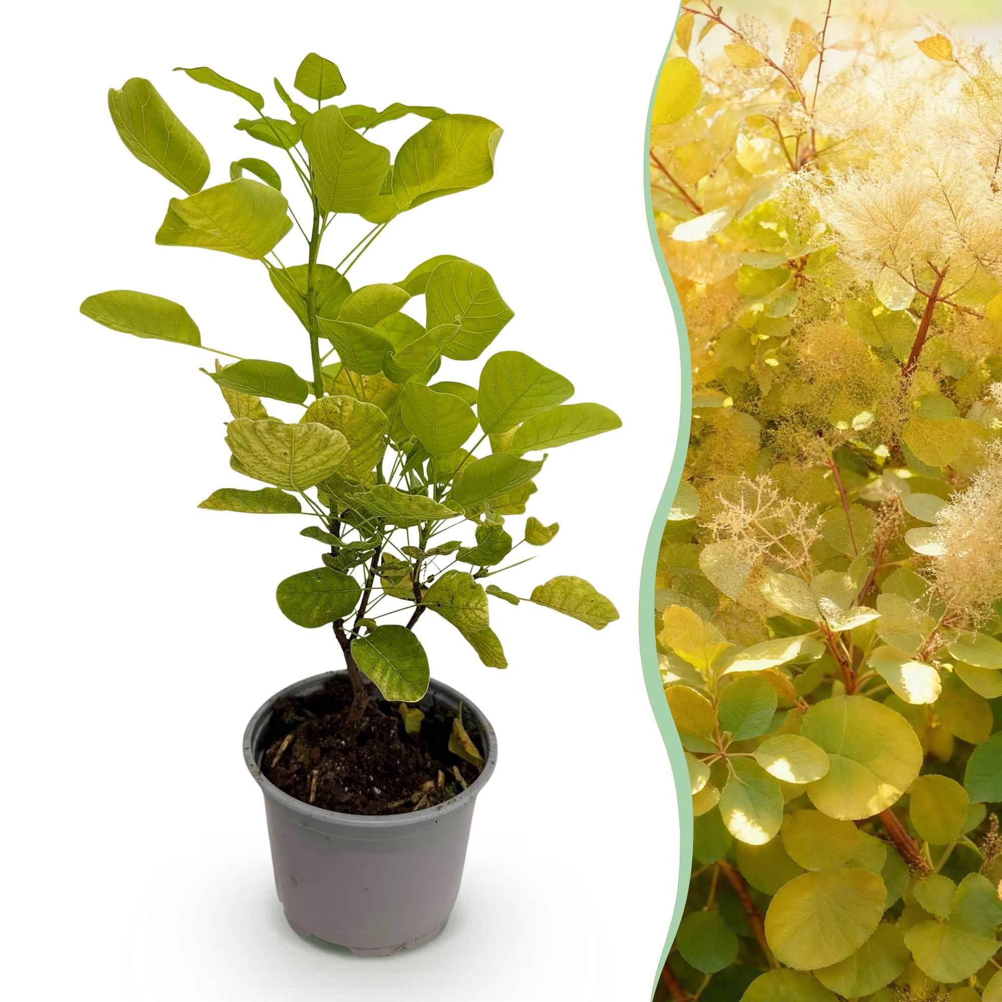 Image of Cotinus coggygria Golden Spirit – Gelbes Laub – 12cm – Höhe ca. 35cm – Laubfallender Perückenstrauch mit gelbem Sommerlaub & orange – Pflegeleicht-1