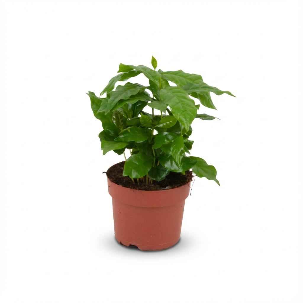 Image of Kaffeepflanze Coffea Arabica Weiß – Pflegeleichte Grünpflanze 12cm – Höhe 15-20cm – Dekorative Kaffeepflanze für Wohnzimmer Büro & Fensterbank-0