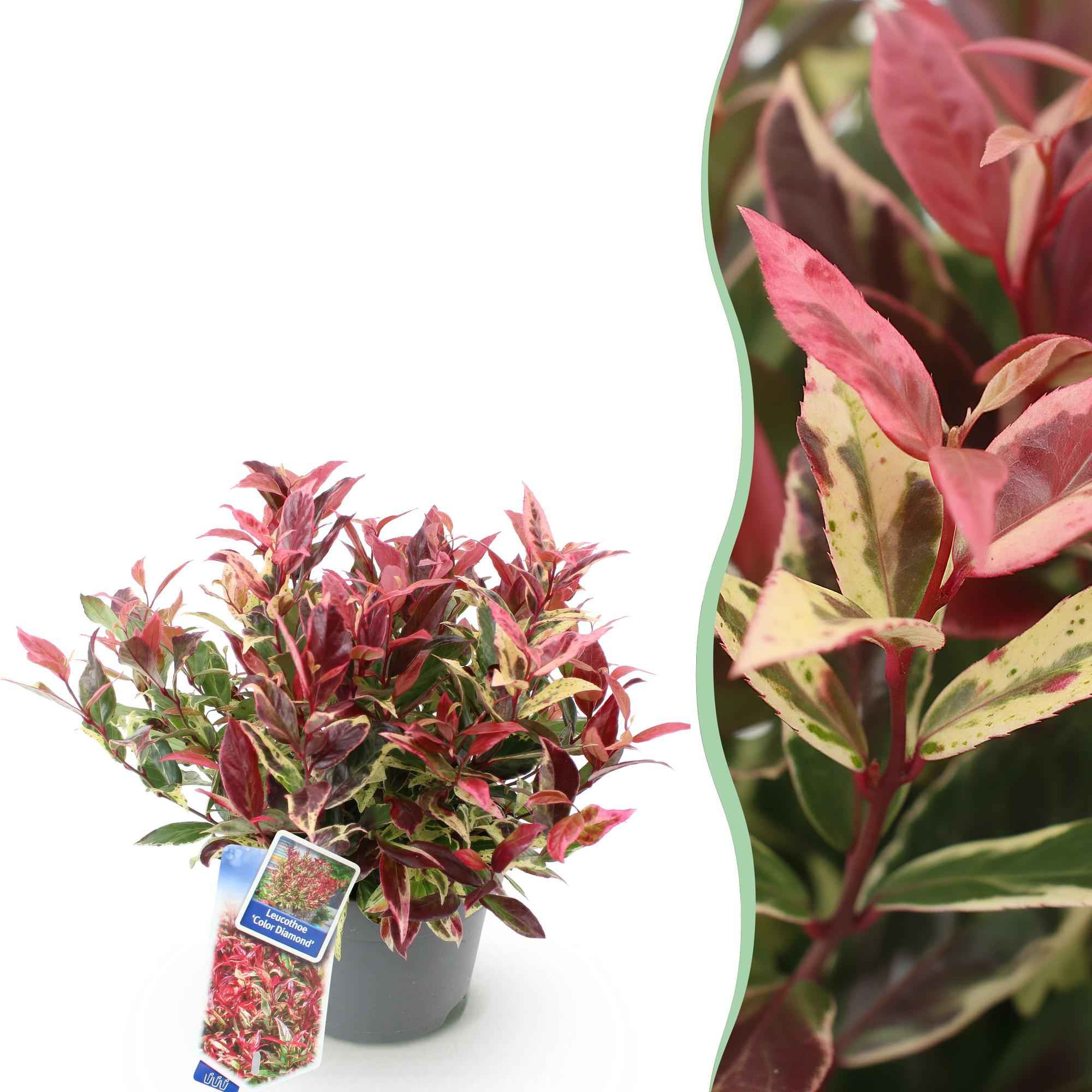 Image of Leucothoe Colour Diamond – Immergrüne Gartenpflanze mit buntem Laub – Pflegeleichter Zierstrauch für Beet, Balkon & Terrasse – 17cm