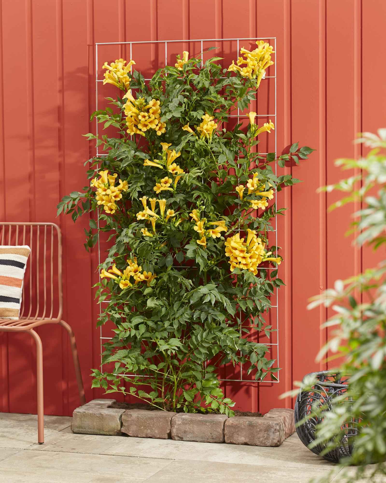 Image of Trompetenblume Gelb Campsis Summer Jazz Gold Trumpet 65cm 15cm winterharte Kletterpflanze für Garten Zaun Pergola Terrasse selbstkletternd