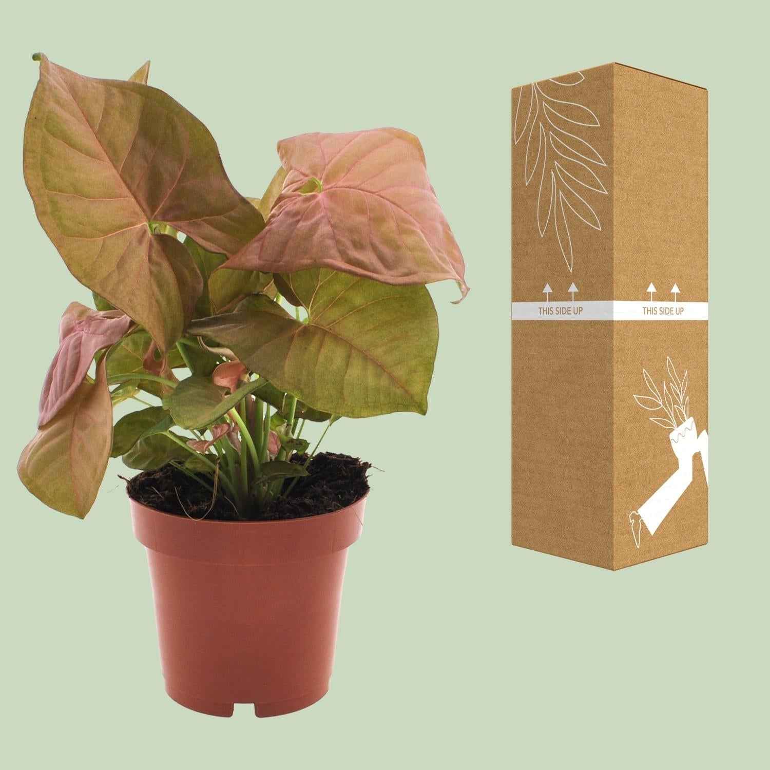 Image of Purpurtute – Syngonium Neon – Pfeilspitzengewächs – Zimmerpflanze – Ø12 cm – ↕25 cm – Halbschatten – Pflegeleicht – Dekorativ-3