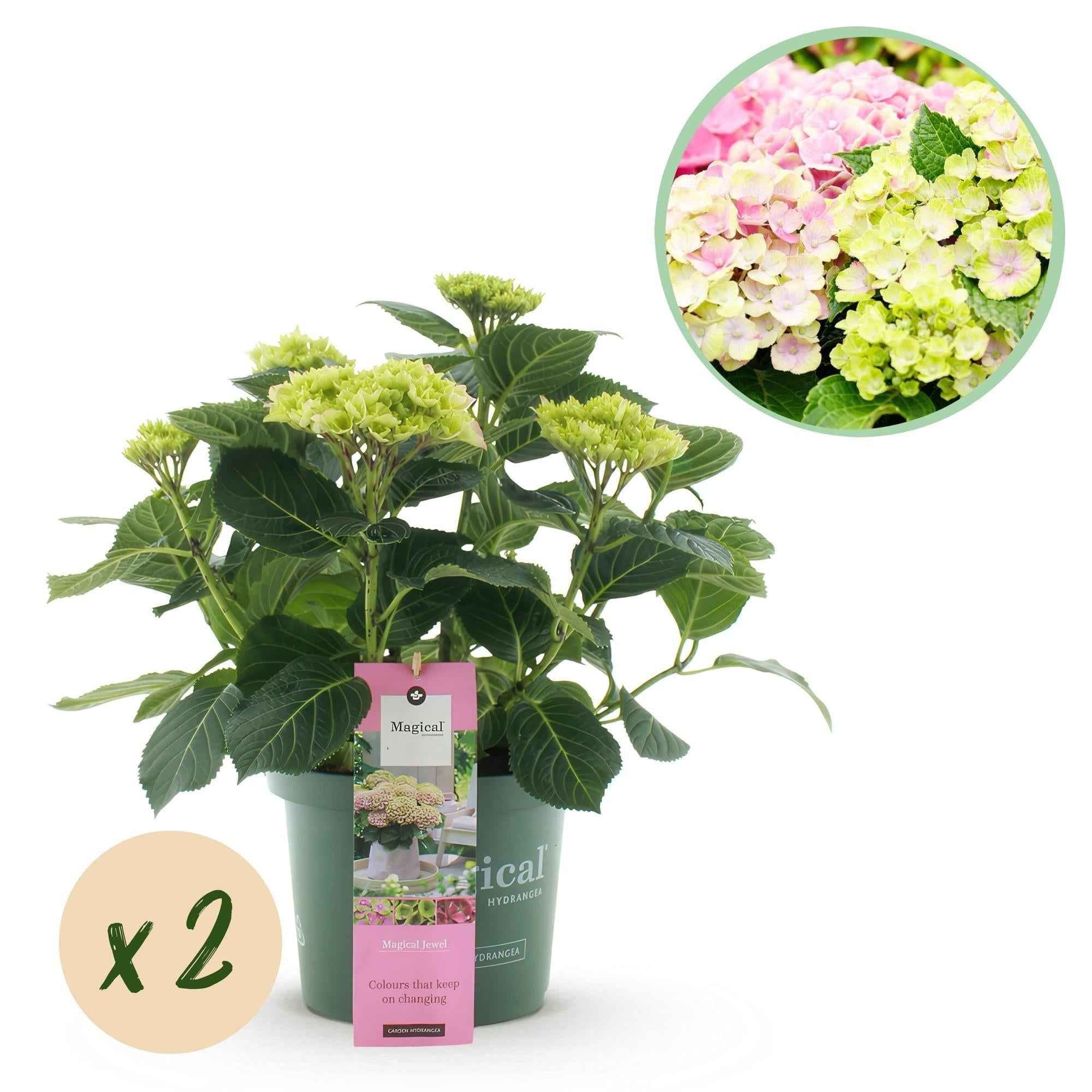 Image of Hortensie Magical Jewel Pink – Rosa – 2 Pflanzen – Hydrangea macrophylla – Je im 23cm Topf – Ca. 55cm hoch – 6-10 Blüten-0