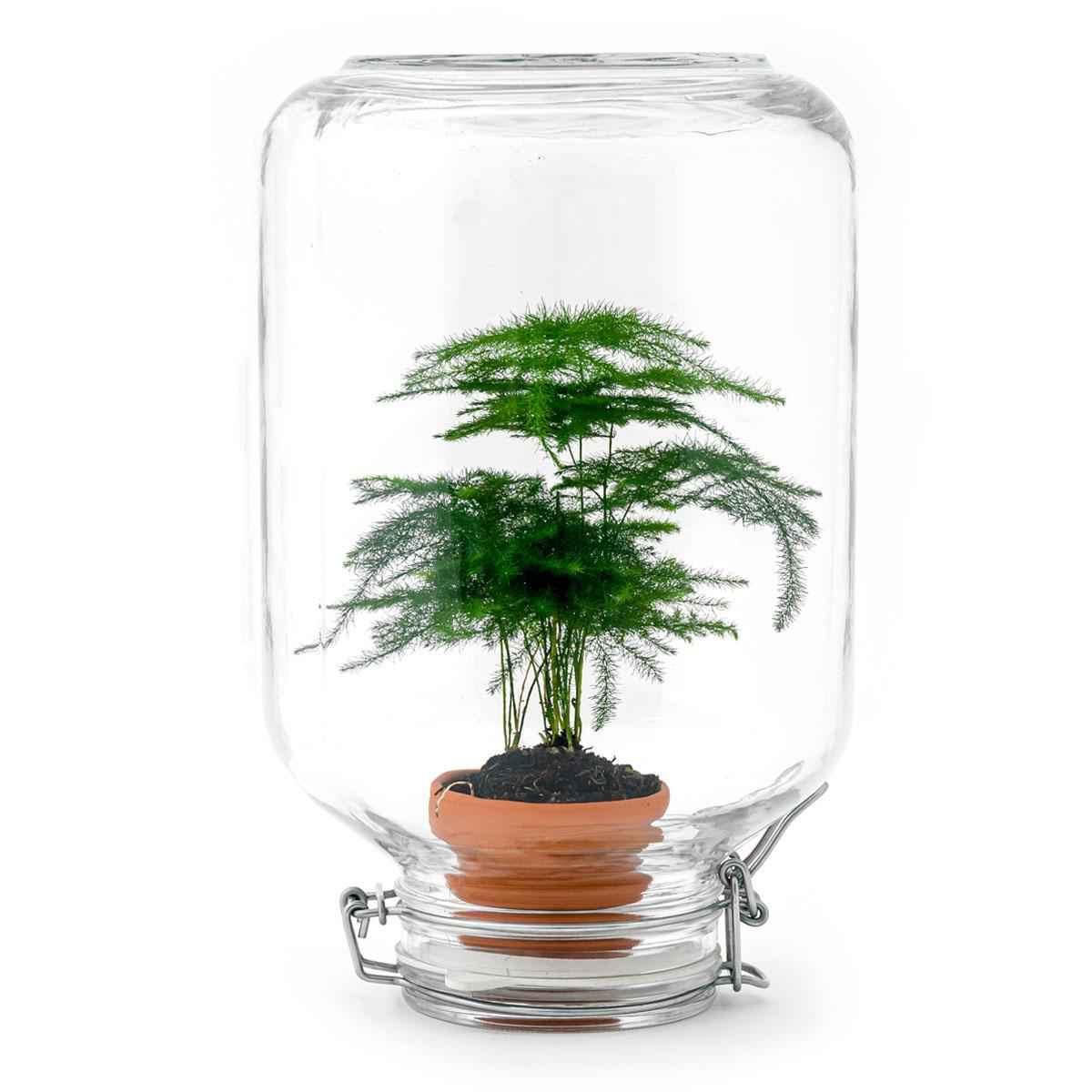 Image of Flaschengarten Terrarium Easyplant Spargel – Lebende Zimmerpflanze im Einmachglas mit Edelstahlverschluss – Pflegeleicht & Selbstversorgend-0