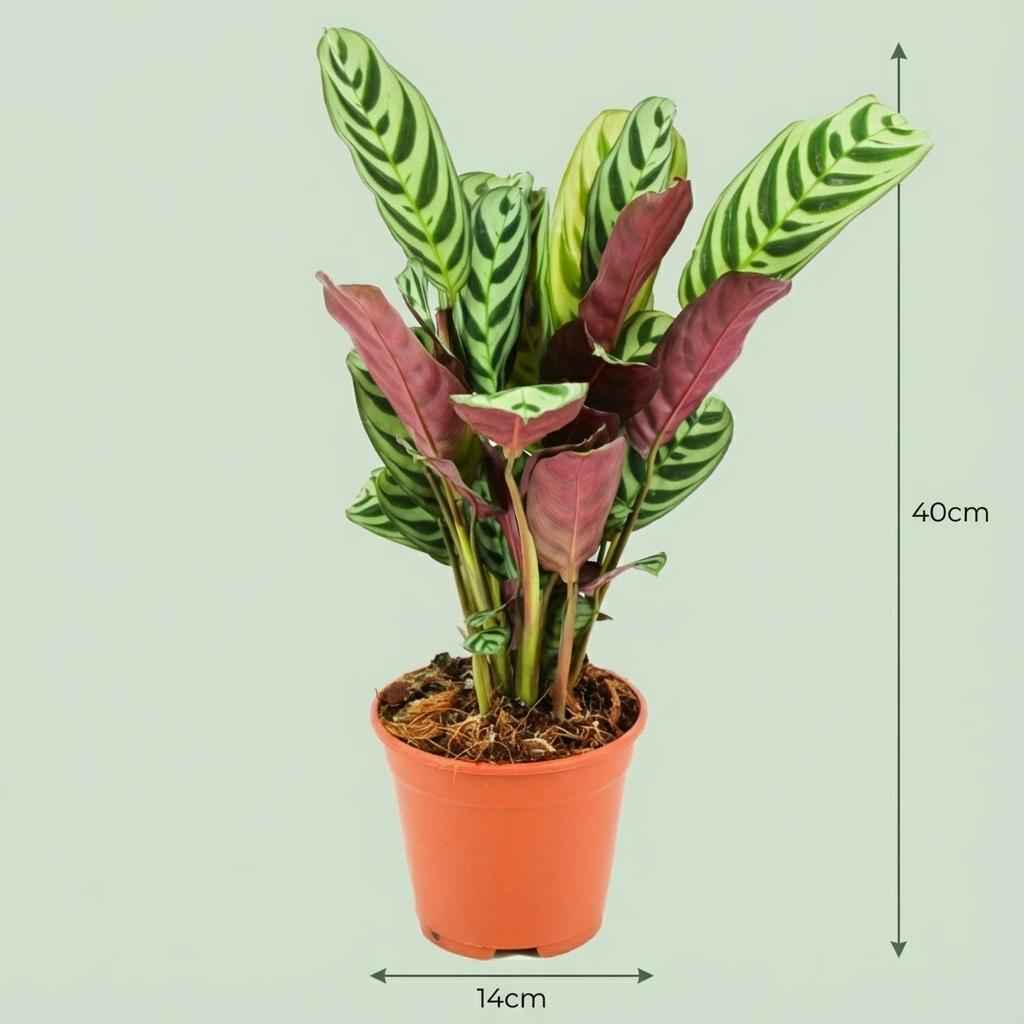 Image of Korbmarante Ctenanthe Burle – Marxii Ø14cm Höhe35-40cm – Gebetspflanze mit Fischgrätenmuster – Zimmerpflanze für Wohnraum & Büro