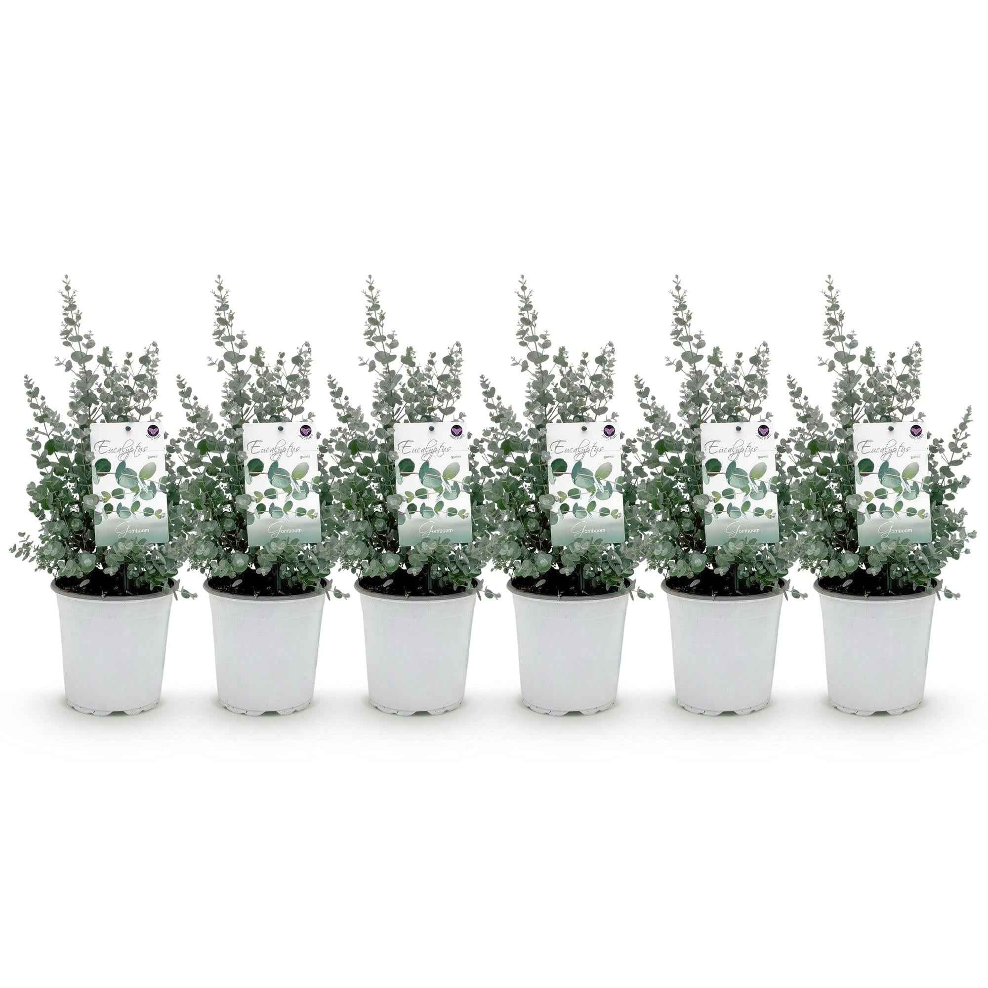 Image of Eukalyptusbaum Eucalyptus gunnii – Terrassenpflanze – 6er – Set – Winterhart – Ø17cm, Höhe 40cm