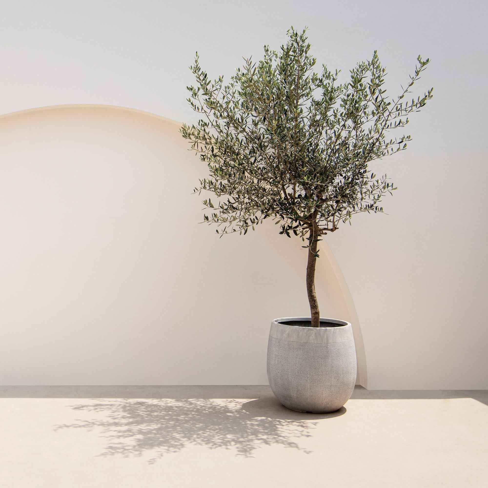 Image of Olea Europaea Olivenbaum auf Stamm – Immergrüne Terrassenpflanze – Pflegeleicht – Ø19cm – Höhe ca. 90cm – Mediterranes Flair für Balkon & Garten-4