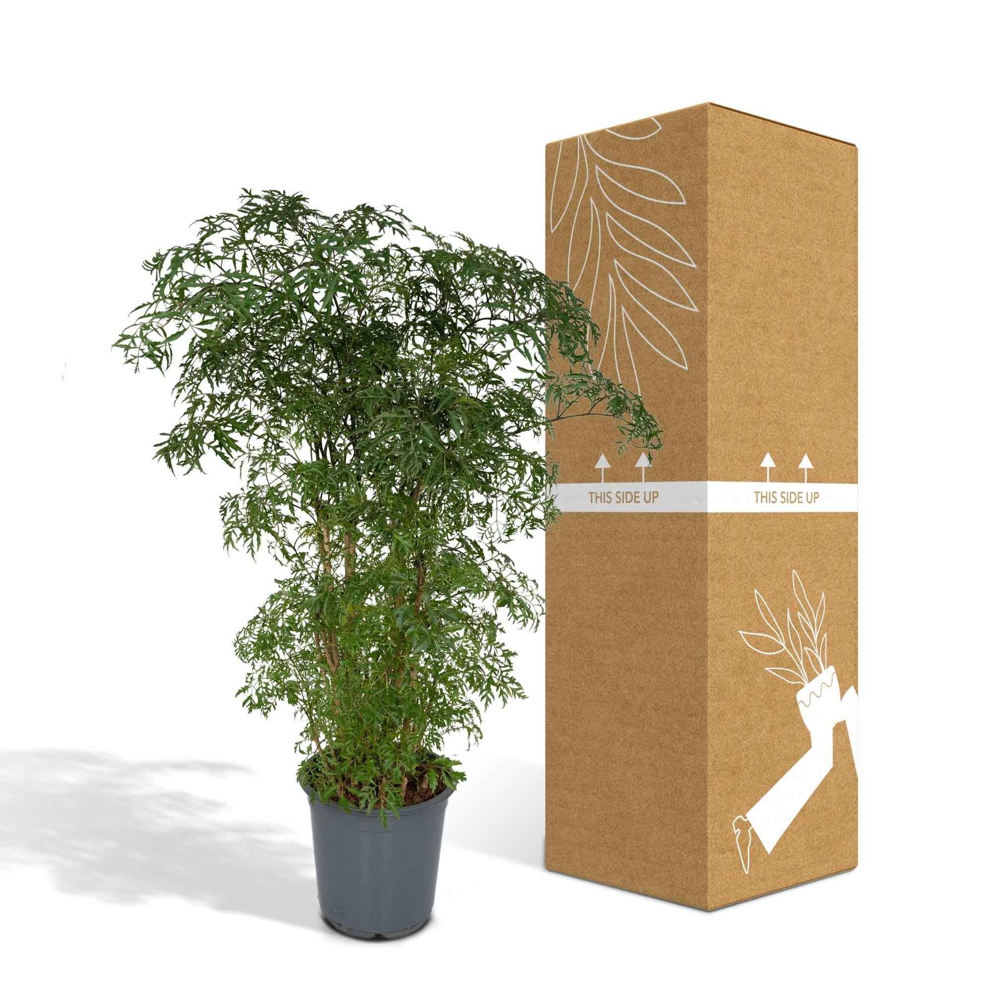 Image of Polyscias Fruticosa – Aralia Zimmerpflanze – Ø21cm – ↕75cm – Tropische Grünpflanze mit feinem, filigranen Laub – Pflegeleicht & luftreinigend