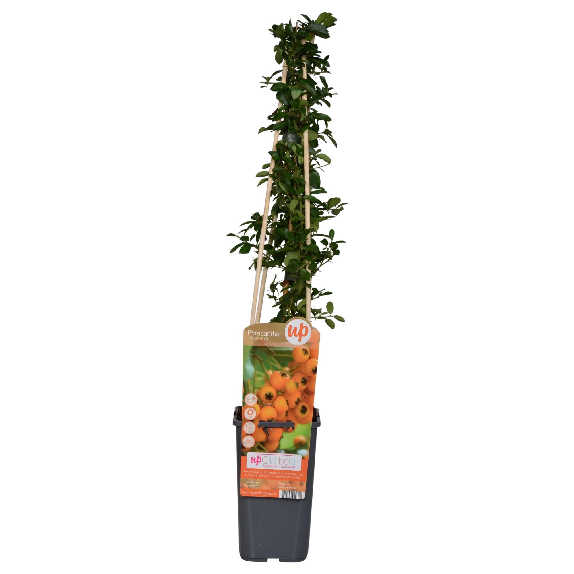 Image of Feuerdorn – Pyracantha 'Soleil d’Or' – Ø15cm ↕65cm – Immergrüner Strauch mit gelben Beeren – Winterhart & vogelfreundlich-1