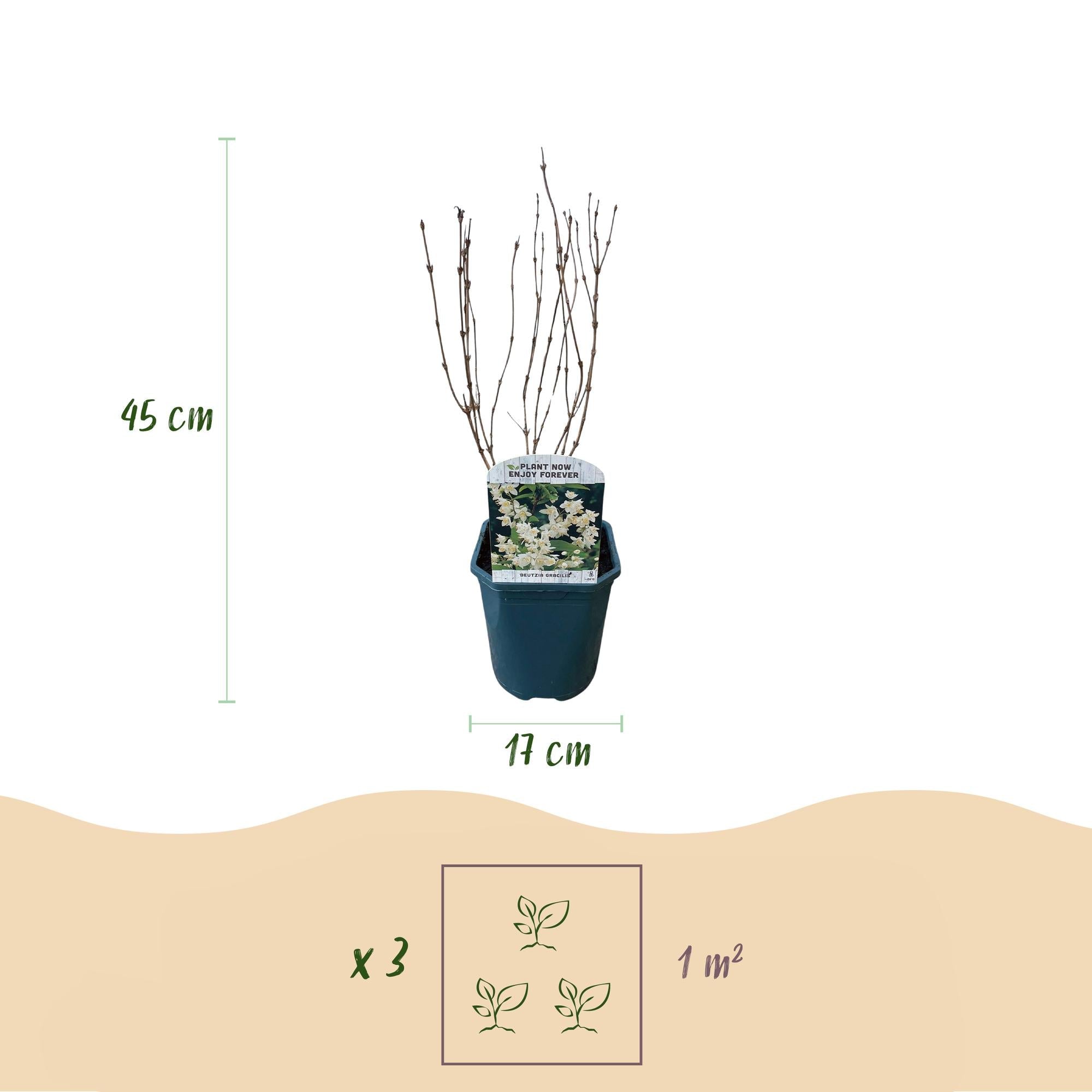 Image of Deutzia Gracilis – Zierlicher Strauch – Blüte Weiß – Bienen – & Schmetterlingsfreundlich – 17cm x H45cm – pflegeleicht-4