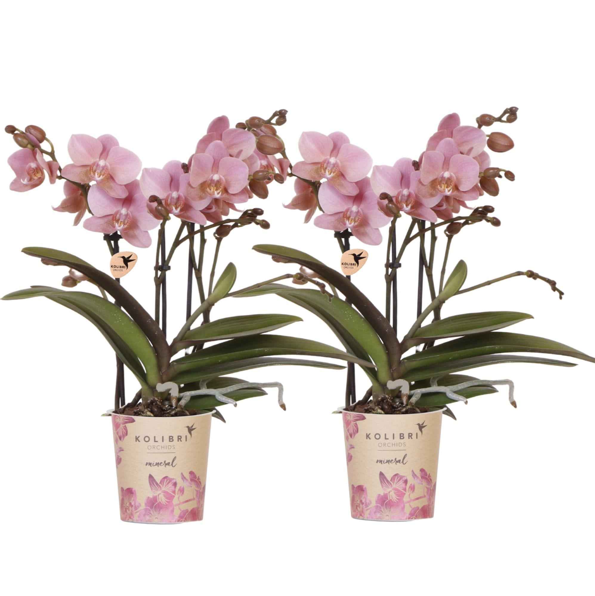Image of Phalaenopsis Orchideen Treviso – 2 Pflanzen – altrosa Blüten – Ø9cm – Blühende Zimmerpflanzen – Frisch vom Züchter – Elegante Deko & Geschenkidee