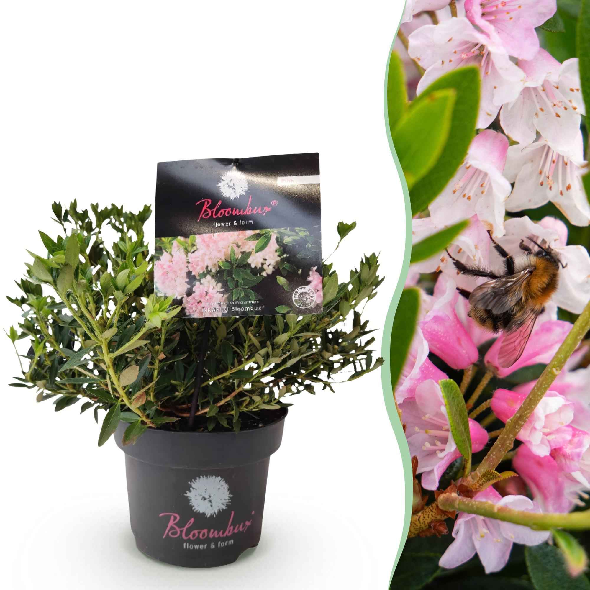 Image of Rhododendron Bloombux Light Pink – Zwerg-Rhododendron als Buchsbaum-Ersatz – Winterharte Gartenpflanze – 17cm ↕30-40cm-0