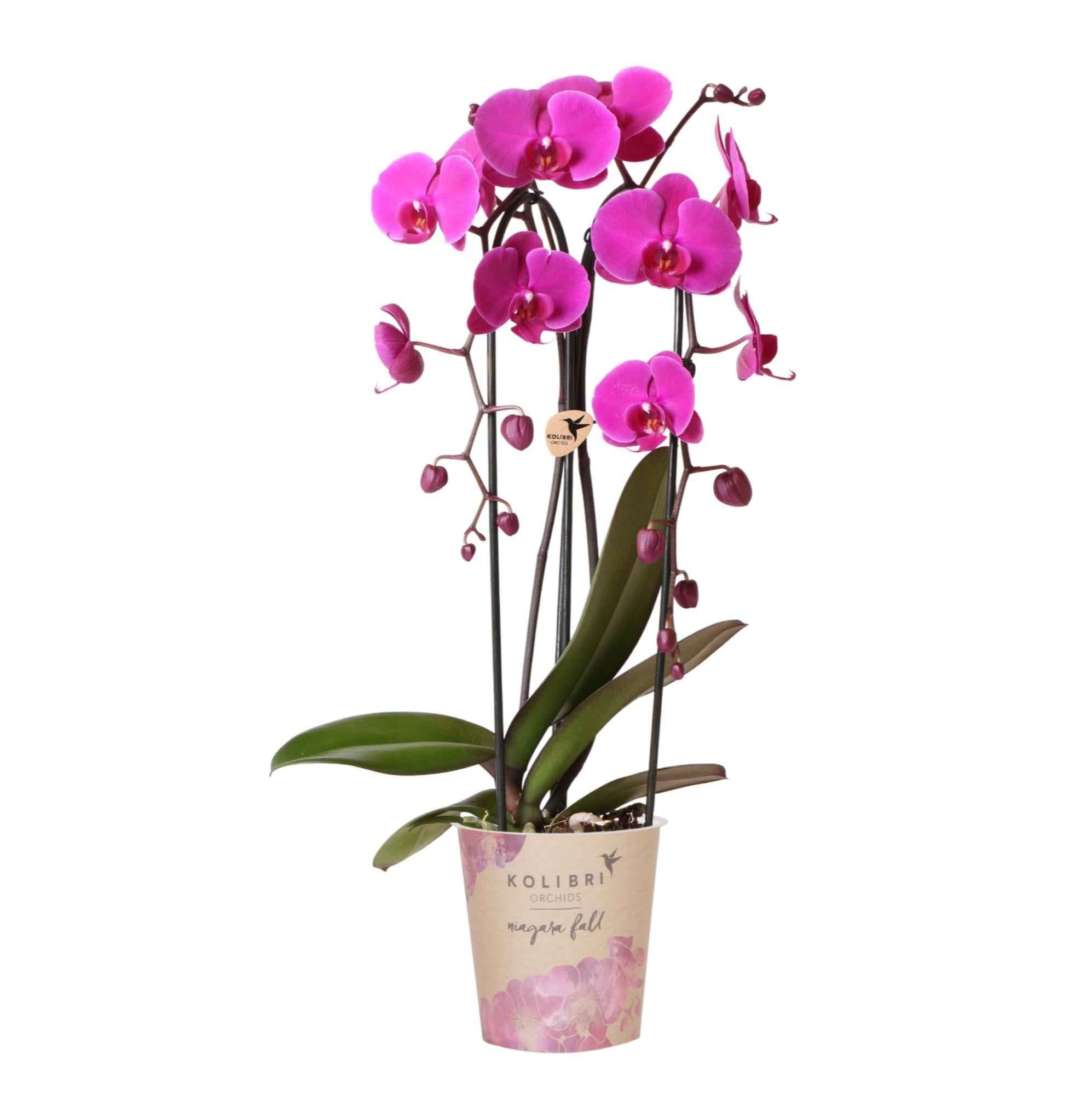Image of Phalaenopsis Orchidee Freeride – Ø12cm – Violett/Lila-rosa blühende Zimmerpflanze – Niagara Fall Kollektion – Blühende Orchidee frisch vom Züchter-0