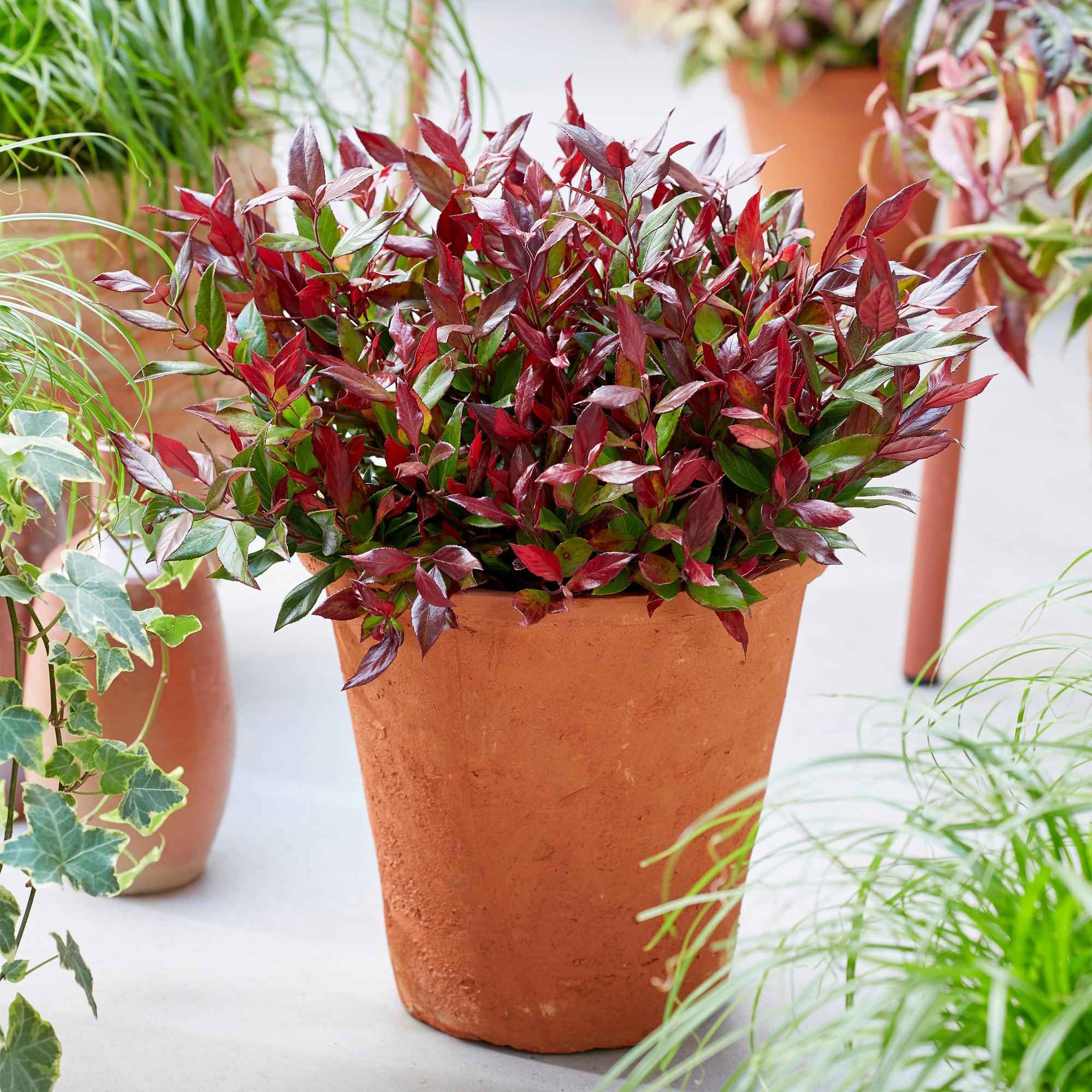 Image of Traubenheide Leucothoe Little Flame – 17cm Höhe ca.40cm – Immergrün & farbwechselnd – Rotes Herbstlaub – Pflegeleichter dekorativer Zierstrauch