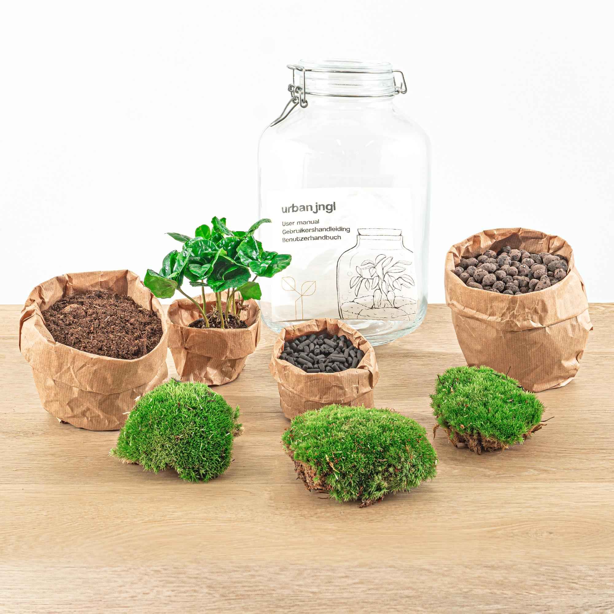 Image of Flaschengarten Coffea Arabica – DIY Bausatz Terrarium – ↕28cm – Do – It – Yourself Pflanzen – Set – Autarkes Mini – Für Wohnung & Büro-2