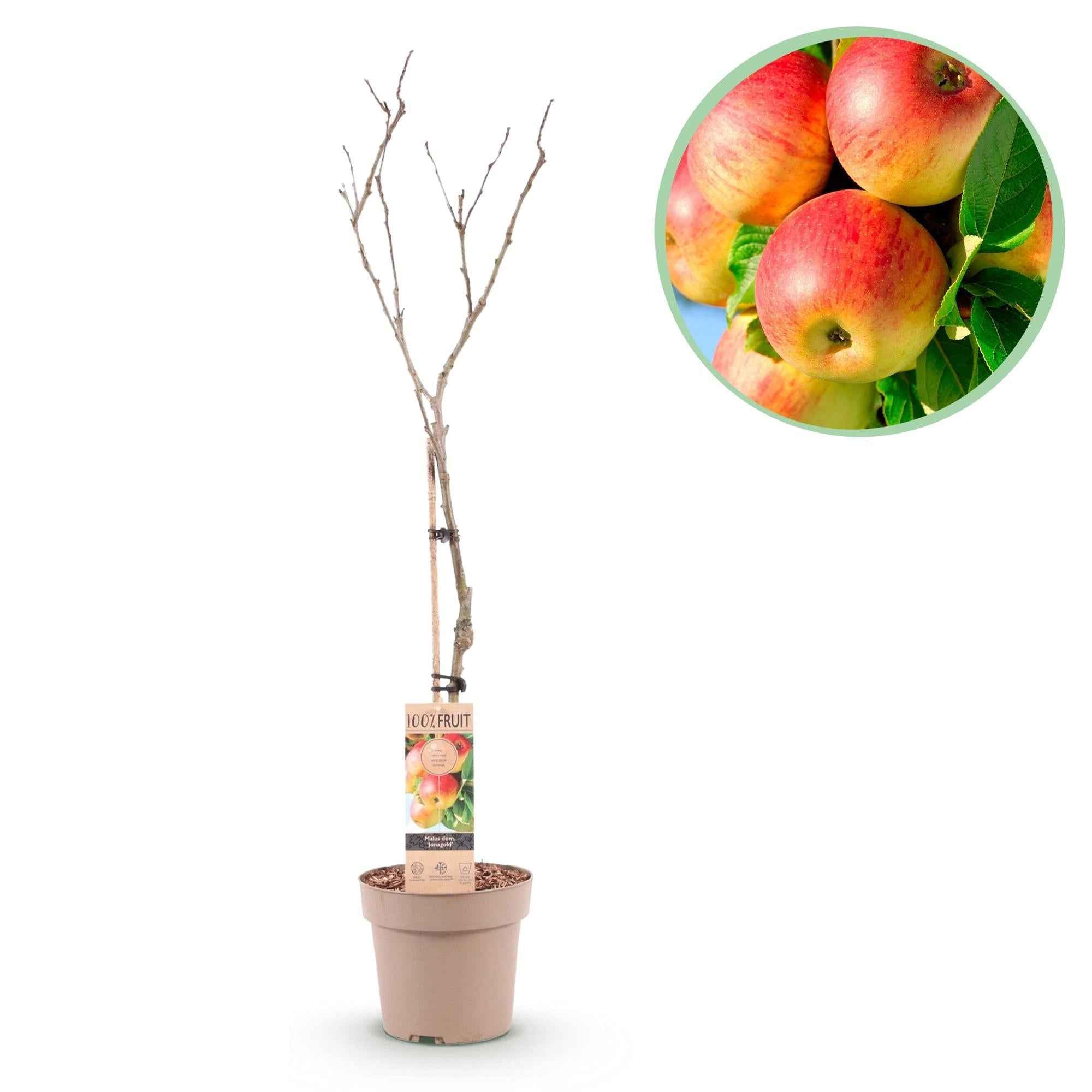 Image of Apfelbaum Malus domestica Jonagold – Gelbgrüner Apfel – Obstbaum im Ø21cm – Höhe ca. 90cm – Süß – saurer Geschmack – Pflegeleicht & gesund-1