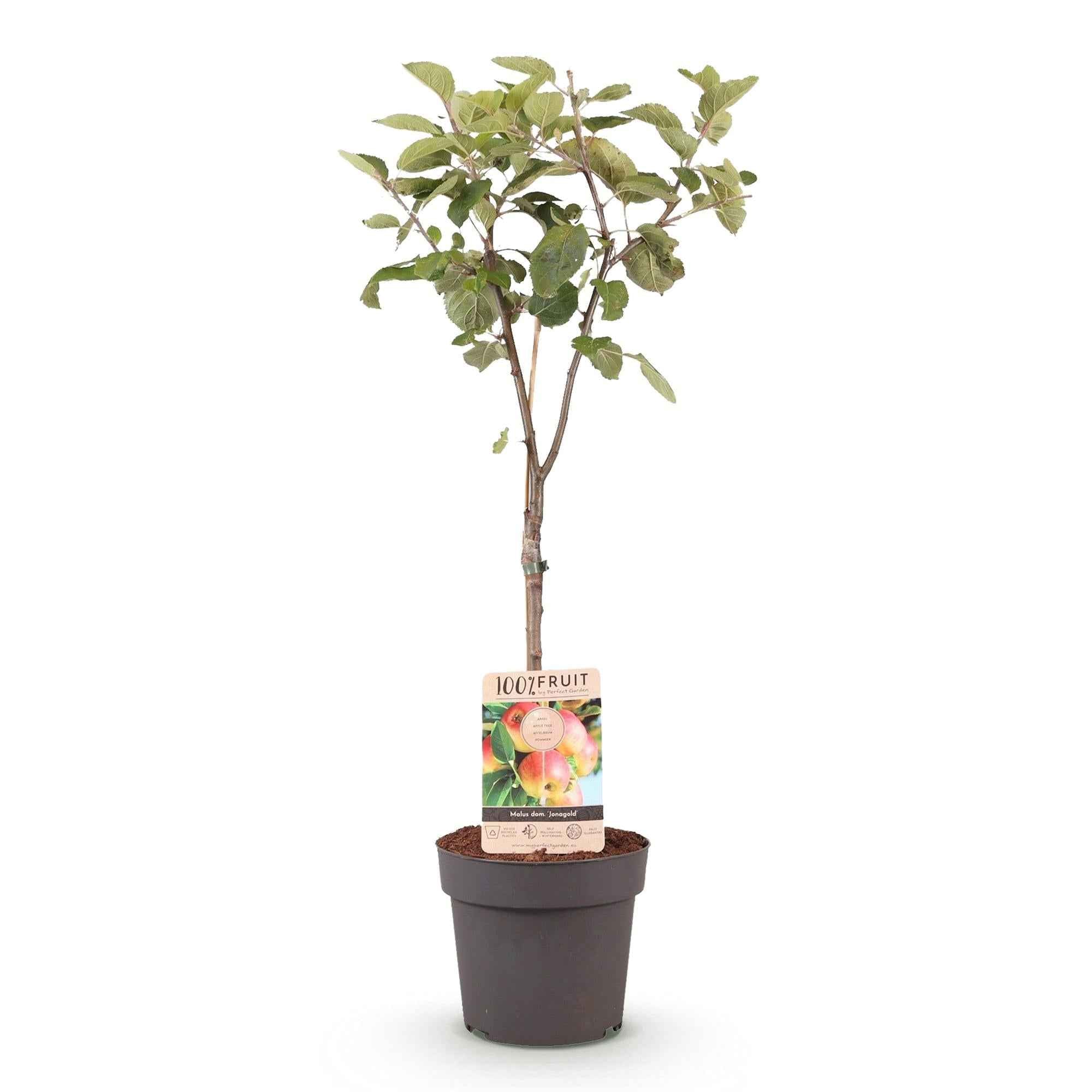 Image of Apfelbaum Malus domestica Jonagold – Gelbgrüner Apfel – Obstbaum im Ø21cm – Höhe ca. 90cm – Süß – saurer Geschmack – Pflegeleicht & gesund-2