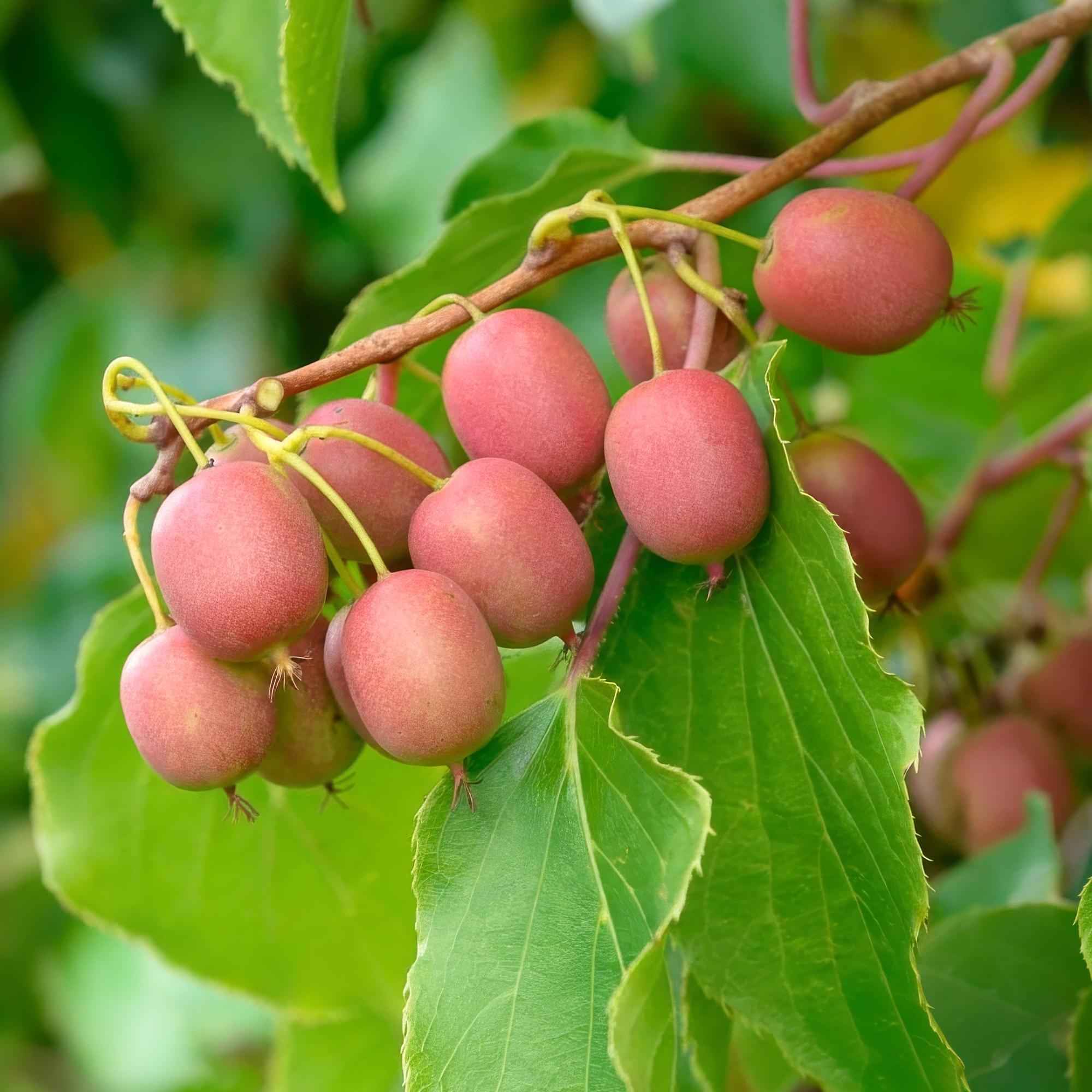 Image of Kiwi Pflanze männlich Actinidia arguta Weiki 50cm 15cm winterhart Kletterpflanze zur Bestäubung für Mini Kiwi Hardy Kiwi Garten Balkon Terrasse-4