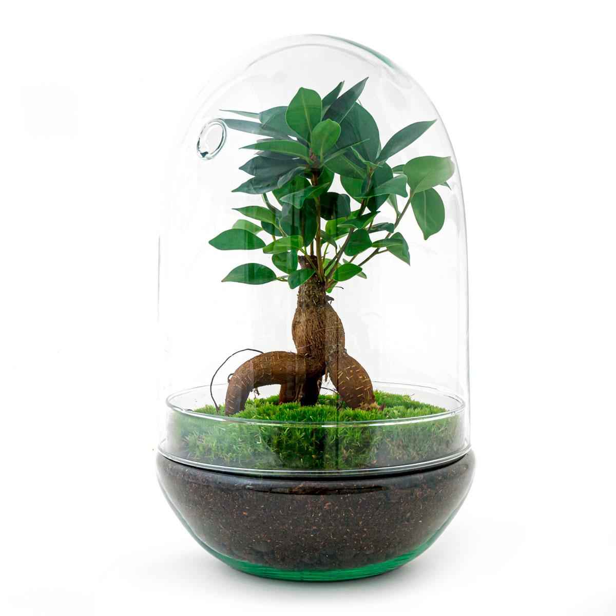 Image of Flaschengarten Egg XL Bonsai – DIY Bausatz Terrarium – ↕30cm – Do – It – Yourself Pflanzen – Set im Glas mit Korkdeckel – Autarkes Mini – Ökosystem