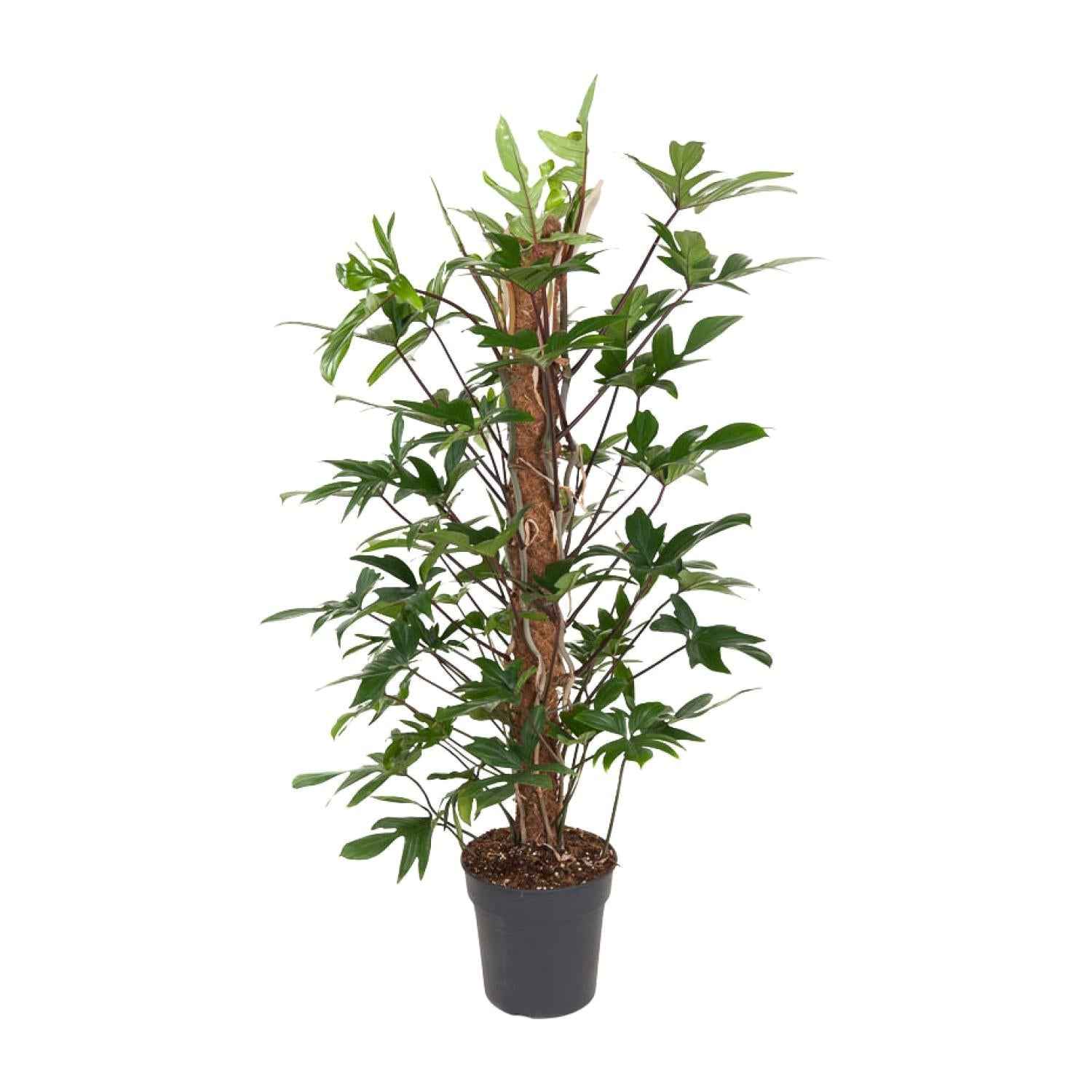 Image of Baumfreund – Philodendron Pedatum – Zimmerpflanze – Ø24cm – ↕120cm – Pflegeleicht – Halbschatten – Üppiges grünes Laub
