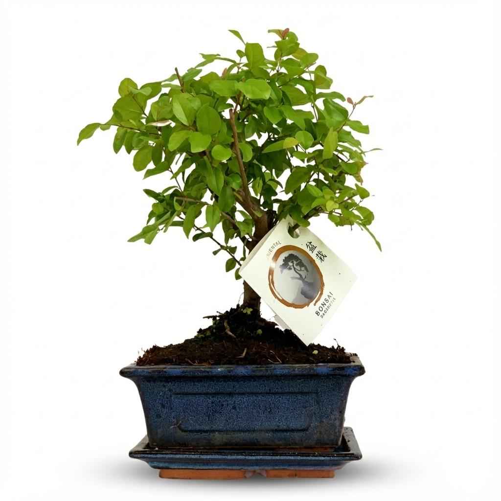 Image of Bonsai Baum mit kugelförmiger Krone Höhe 25-30cm – Klassischer Miniaturbaum in dekorativer Keramikschale – Elegante Zimmerpflanze für Wohnraum & Büro-0