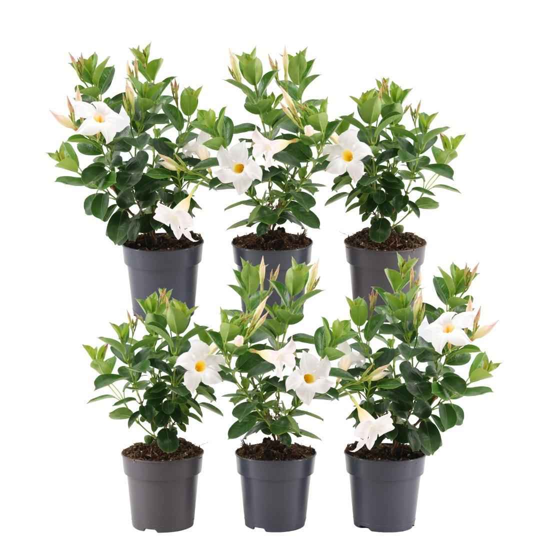 Image of Dipladenia Weiß – Mandevilla White – 6 Pflanzen - Ø12 cm – Ca. 25 cm hoch – Blühfreudige & pflegeleichte Kletterpflanzen – Für Garten, Balkon & Terrasse