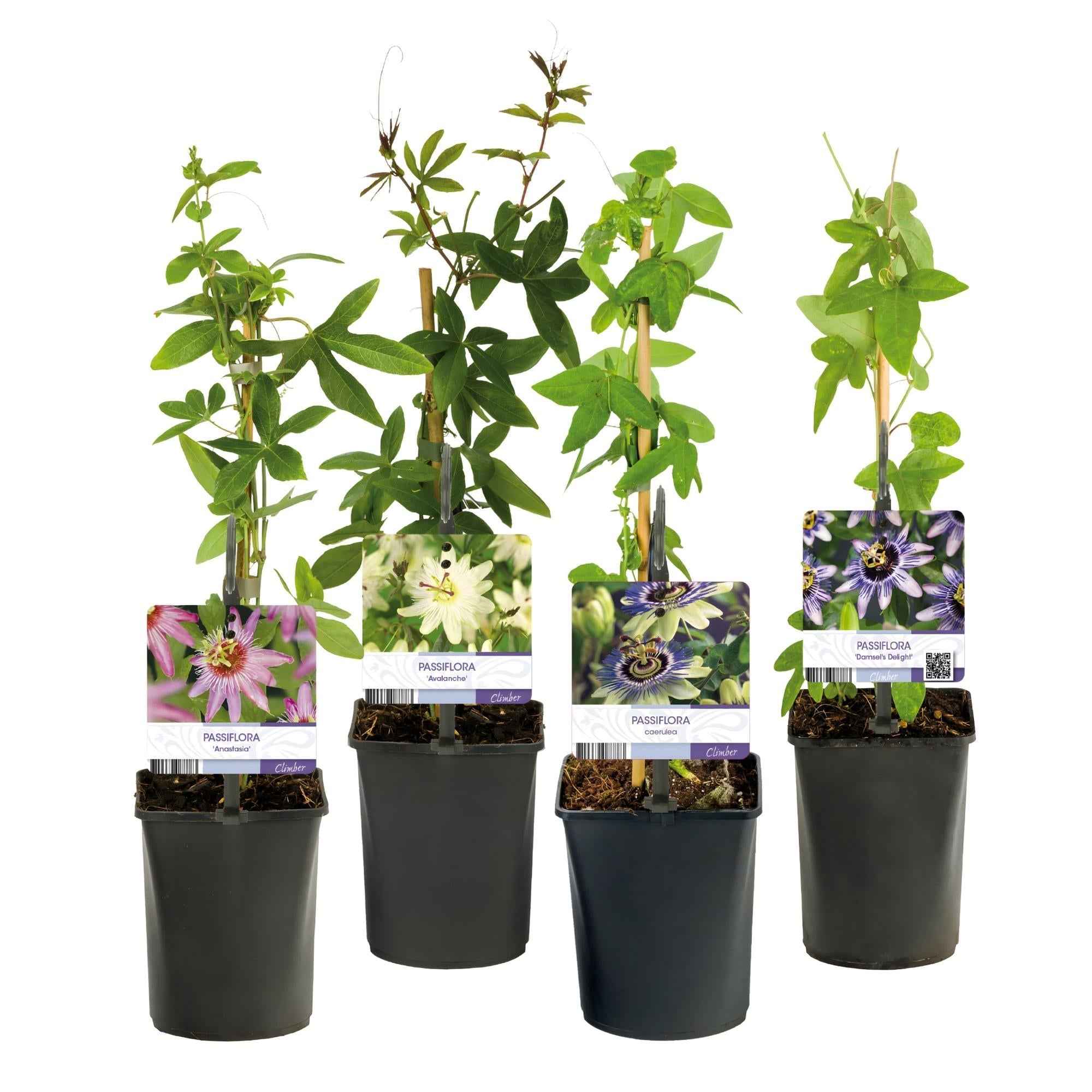 Image of Passionsblume Passiflora Rainbow – 4 Pflanzen 11cm – ca. 40cm hoch – Exotische Kletterpflanze mit rosa, weißen & lila Blüten-2