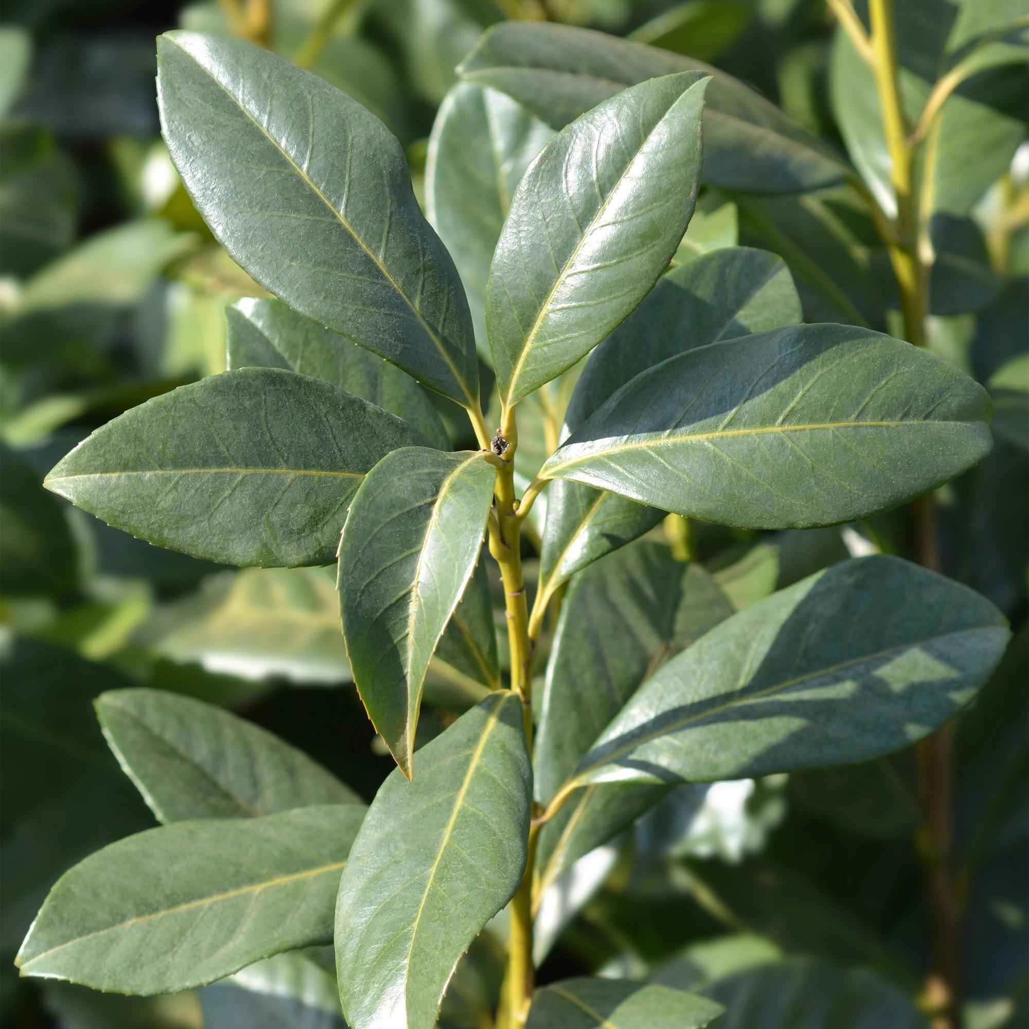 Image of Kirschlorbeer Prunus laurocerasus Caucasica – Immergrün – 8 Pflanzen für 1m Hecke – Schnellwachsende & winterharte Heckenpflanze – Ø9cm Höhe 30-35cm