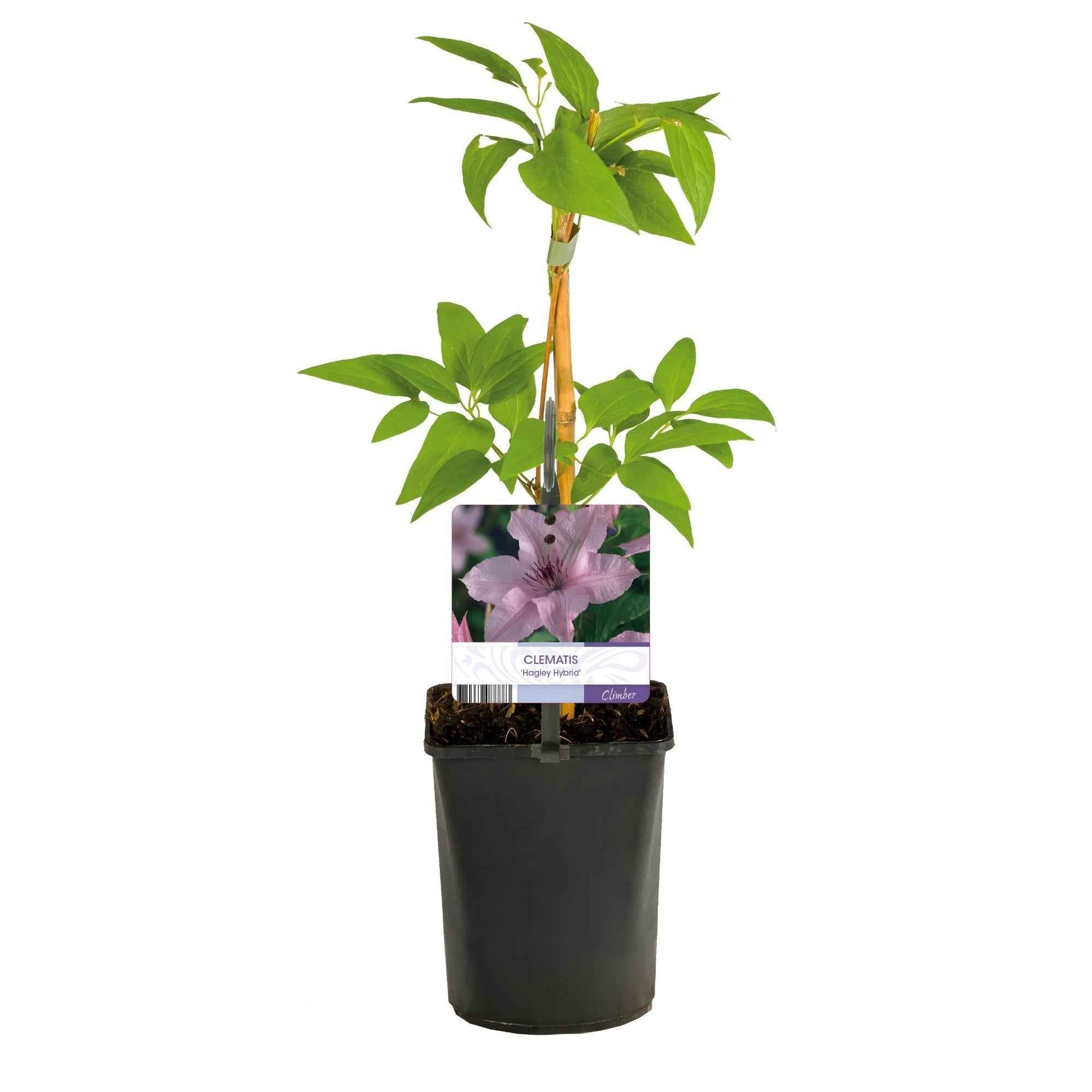 Image of Kletterpflanze Clematis Hagley Hybrid – Rosa Blüten – Wenig Pflege – 2 Pflanzen – 11cm Höhe 40cm – Für Garten, Balkon & Pergolen-2