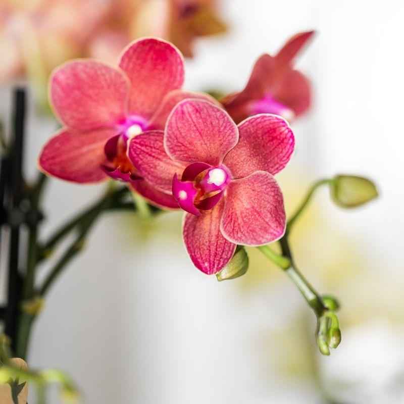 Image of Pflanzenset Rote Phalaenopsis – Orchidee Congo & Sukkulenten – Inklusive keramische Berry Ziertöpfe – Blühende Zimmerpflanzen – Frisch vom Züchter