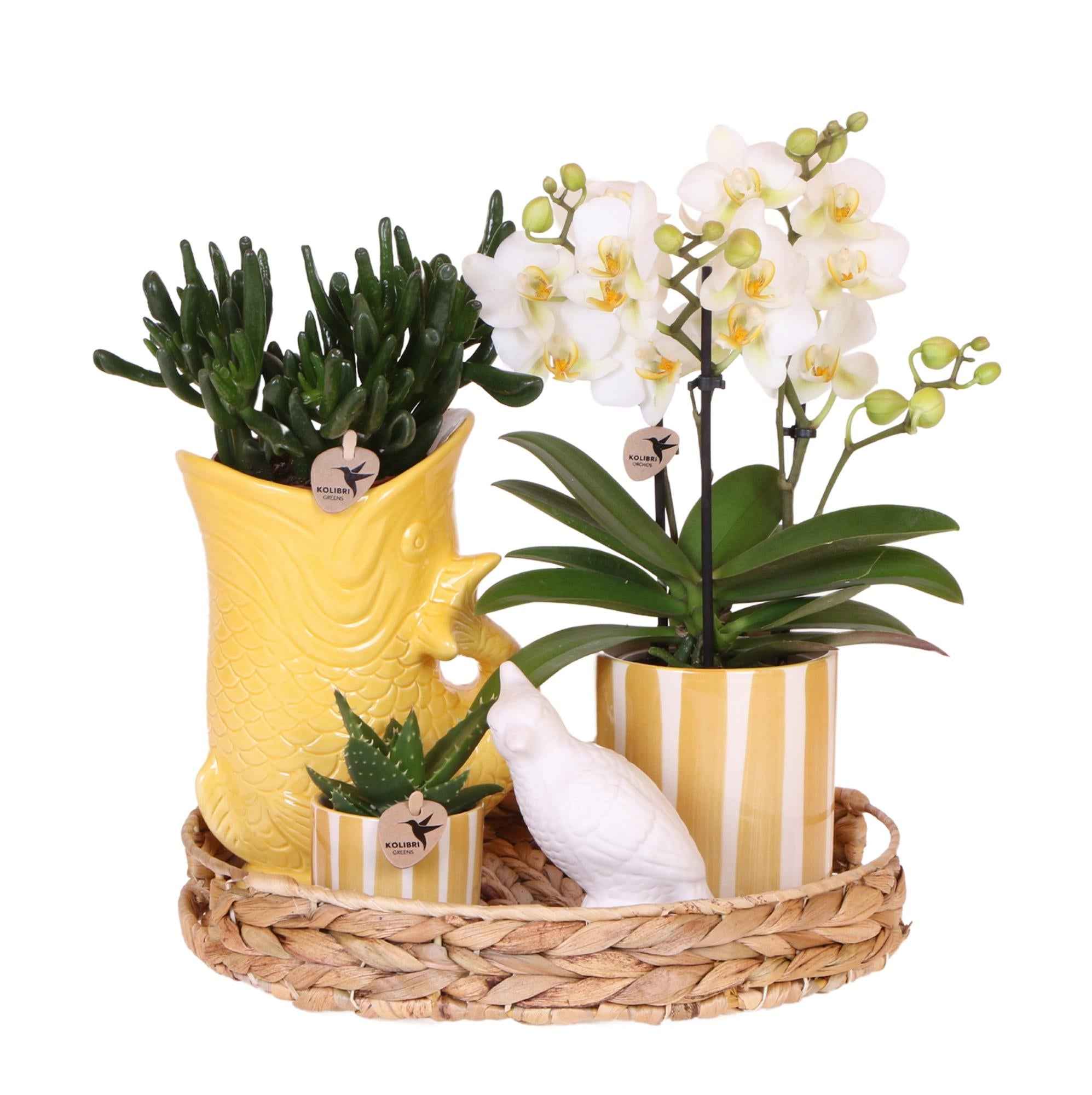 Image of Mediterranean Sunset Geschenkset – Pflanzenset mit weißer Orchidee Lausanne & 2 Sukkulenten – In gelben Ziertöpfen & Korbtablett-0