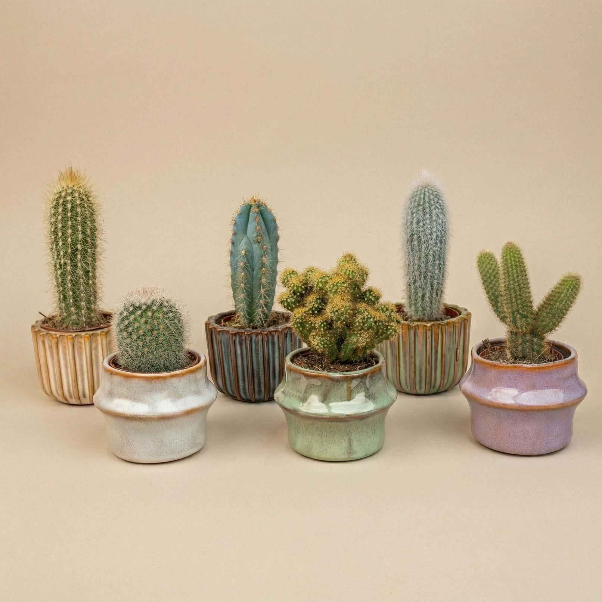 Image of Kaktus Set 6 Stück Barcelona im Keramik Mini Topf – lebende Kakteen Mix Höhe ca.8-16cm – Dekotöpfe Ø7,2cm – Geschenkset-0