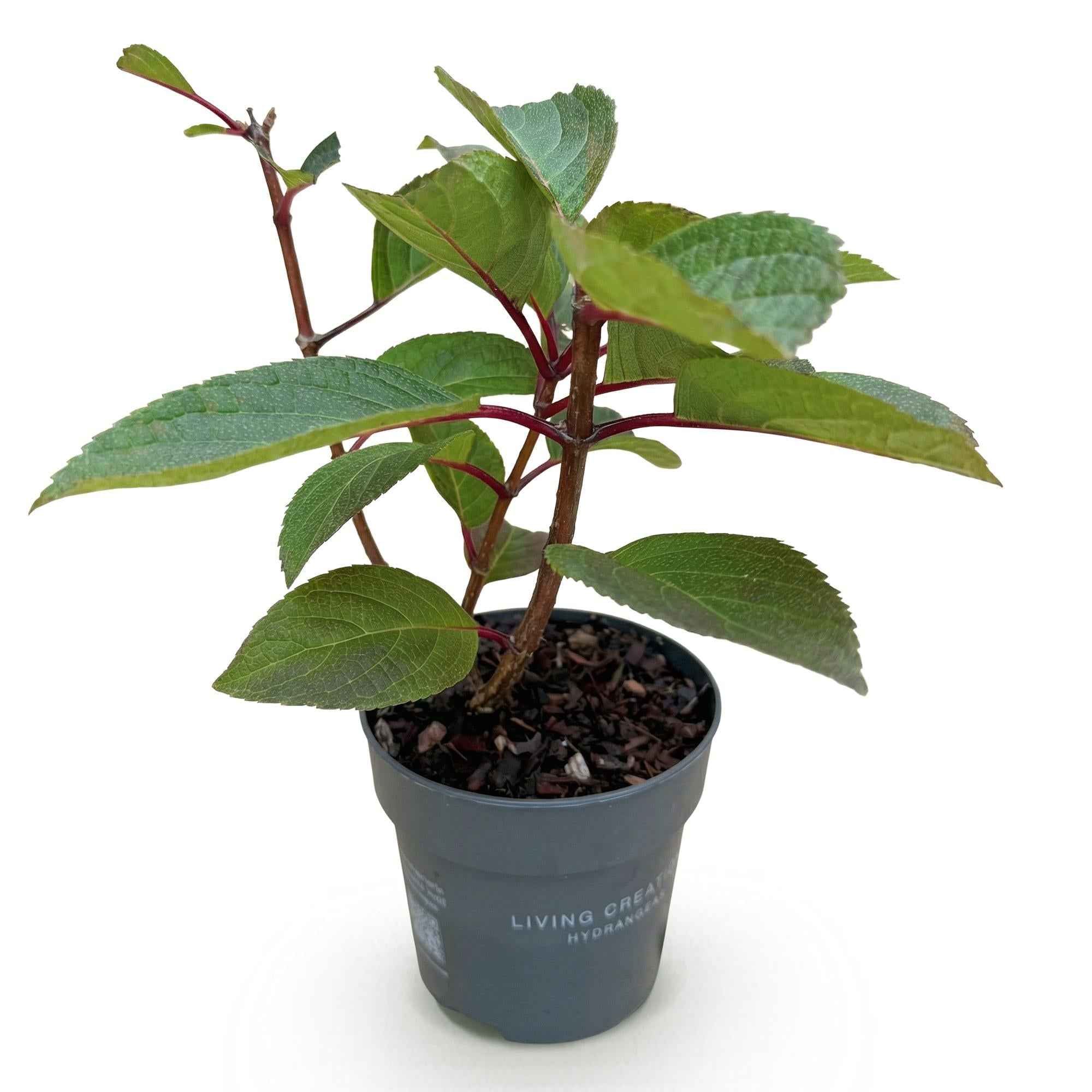 Image of Rispenhortensie Hydrangea paniculata Living Infinity – winterhart – weiß bis hellrosa – 12cm Höhe 20-30cm-2