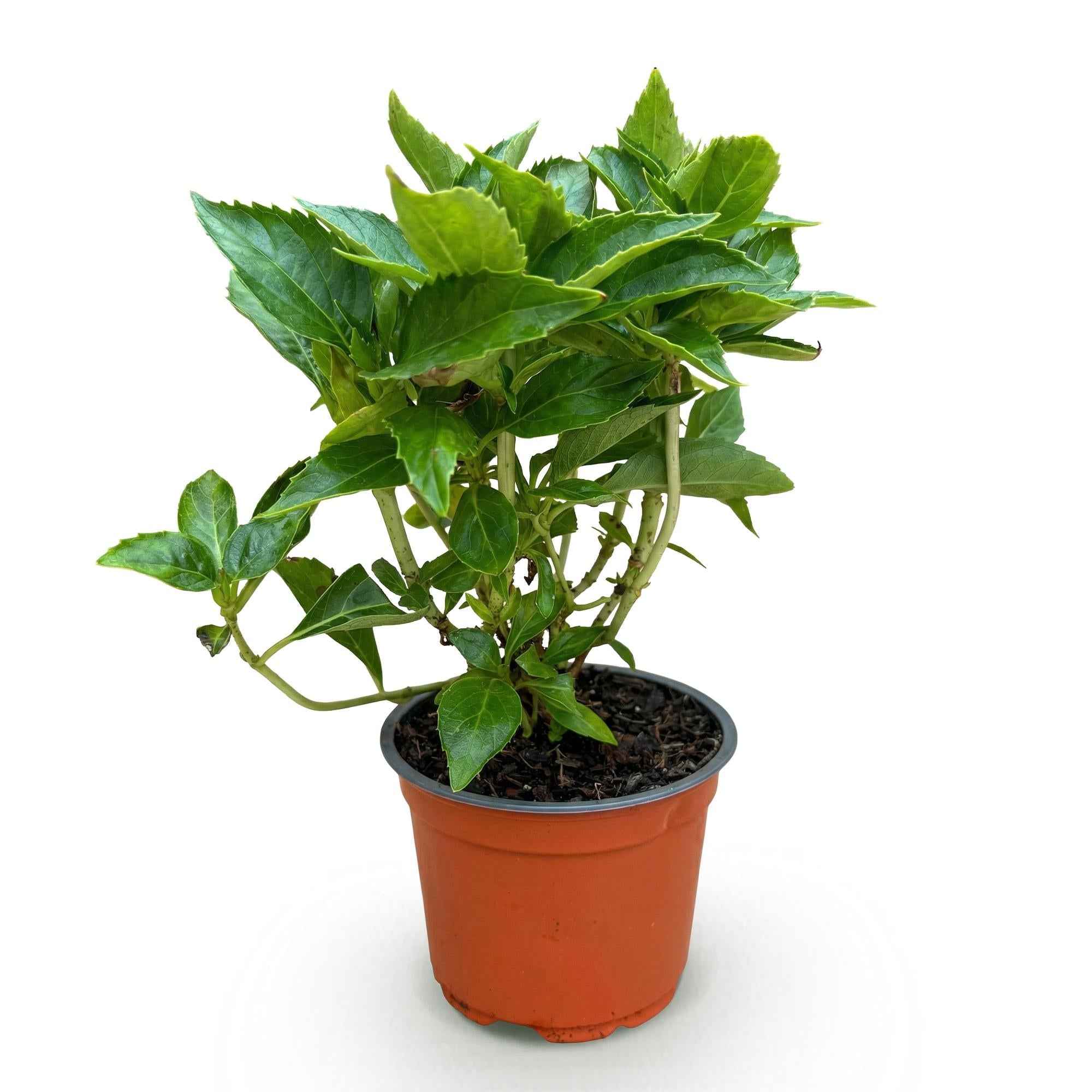 Image of Hortensie Hydrangea macrophylla rot winterhart 20-30cm 12cm für Garten Balkon Terrasse Beet blühender Zierstrauch pflegeleicht bienenfreundlich-2