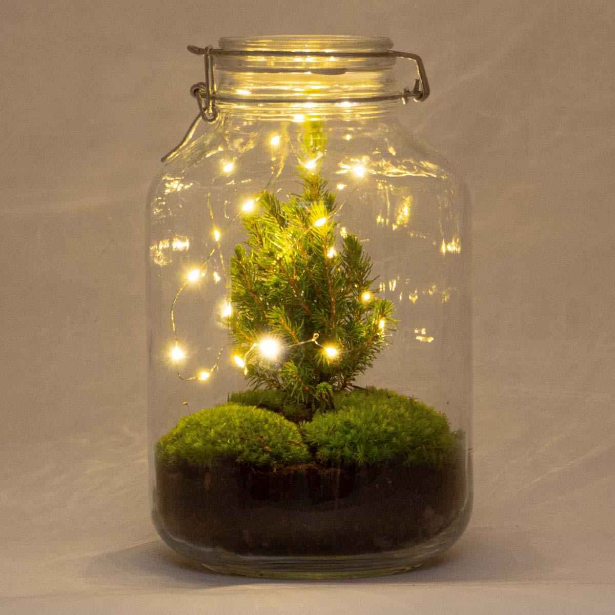 Image of Flaschengarten Christmas – DIY Bausatz Terrarium – ↕28cm – Do – It – Yourself Weihnachts – Terrarium – Mit Mini – Weihnachtsbaum & Moos-1
