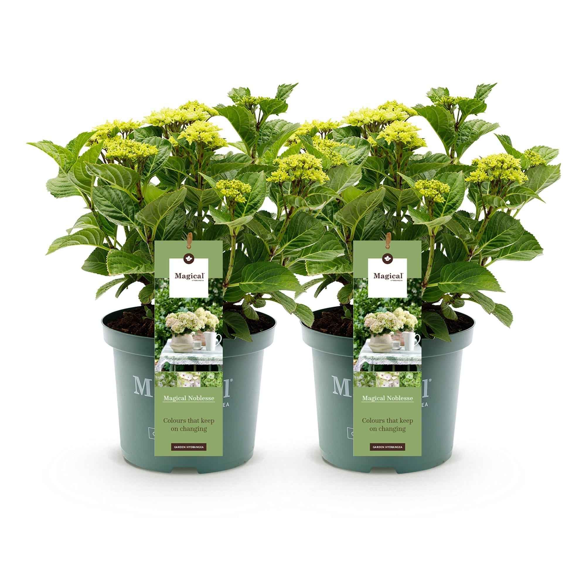 Image of Hydrangea macrophylla Magical Noblesse – Weiße Gartenhortensie – 2 Pflanzen 23cm – Höhe 55cm – 6-10 große Blüten – Balkonpflanze-1