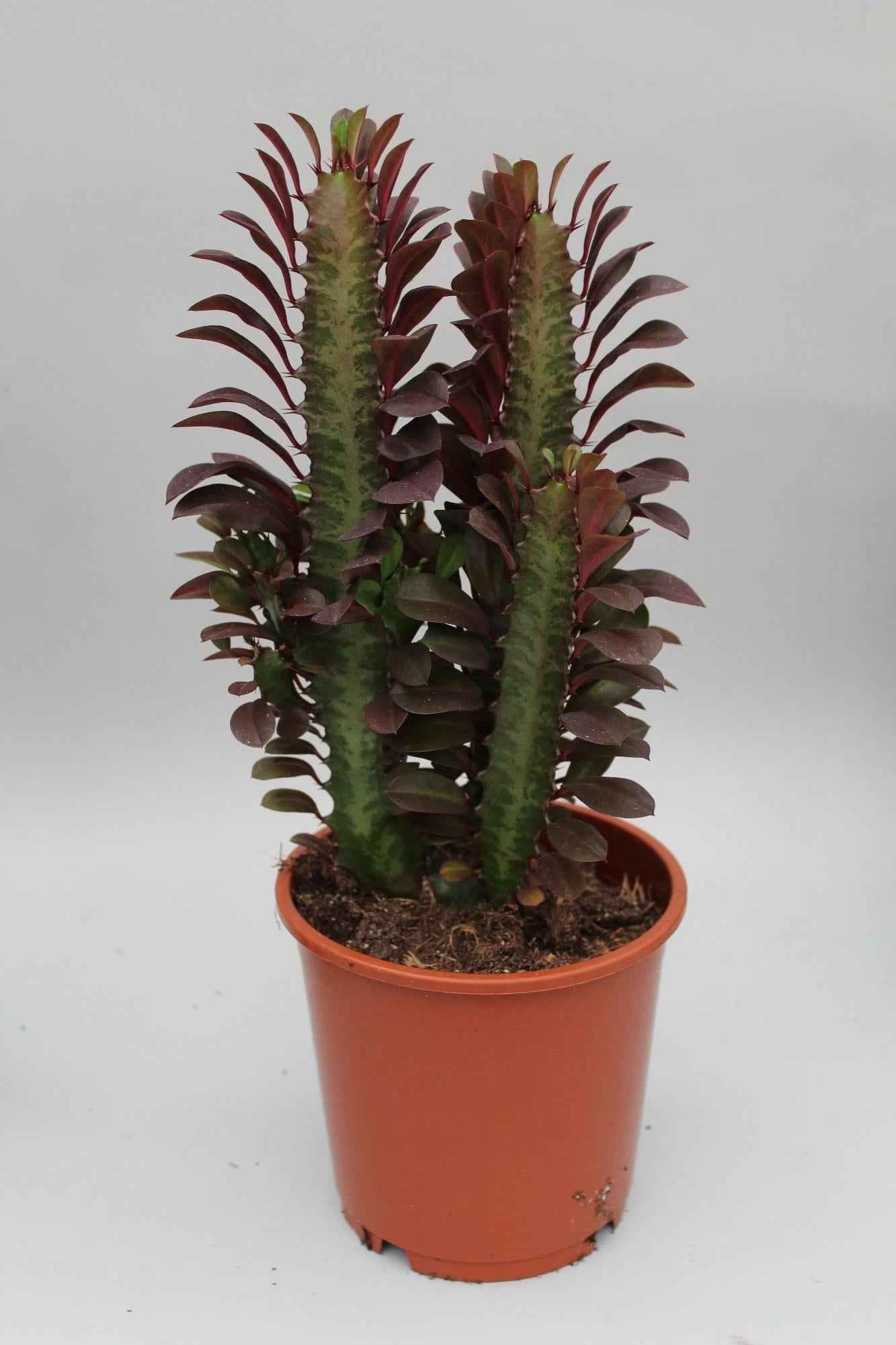 Image of Euphorbia Trigona Rubra – Wolfsmilch – Zimmerpflanze – Ø12cm – ↕40cm – Rote Sukkulente – Pflegeleicht & robust – Für sonnige Innenbereiche-0