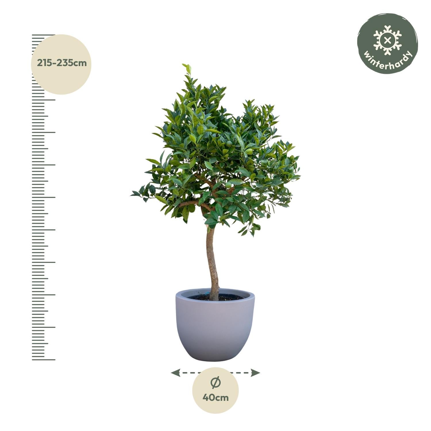 Image of Orangenbaum, mediterrane Zitruspflanze mit Früchten und duftenden Blüten, Ø40cm, 200cm hoch, immergrüner Citrusbaum für Terrasse, Balkon,-2