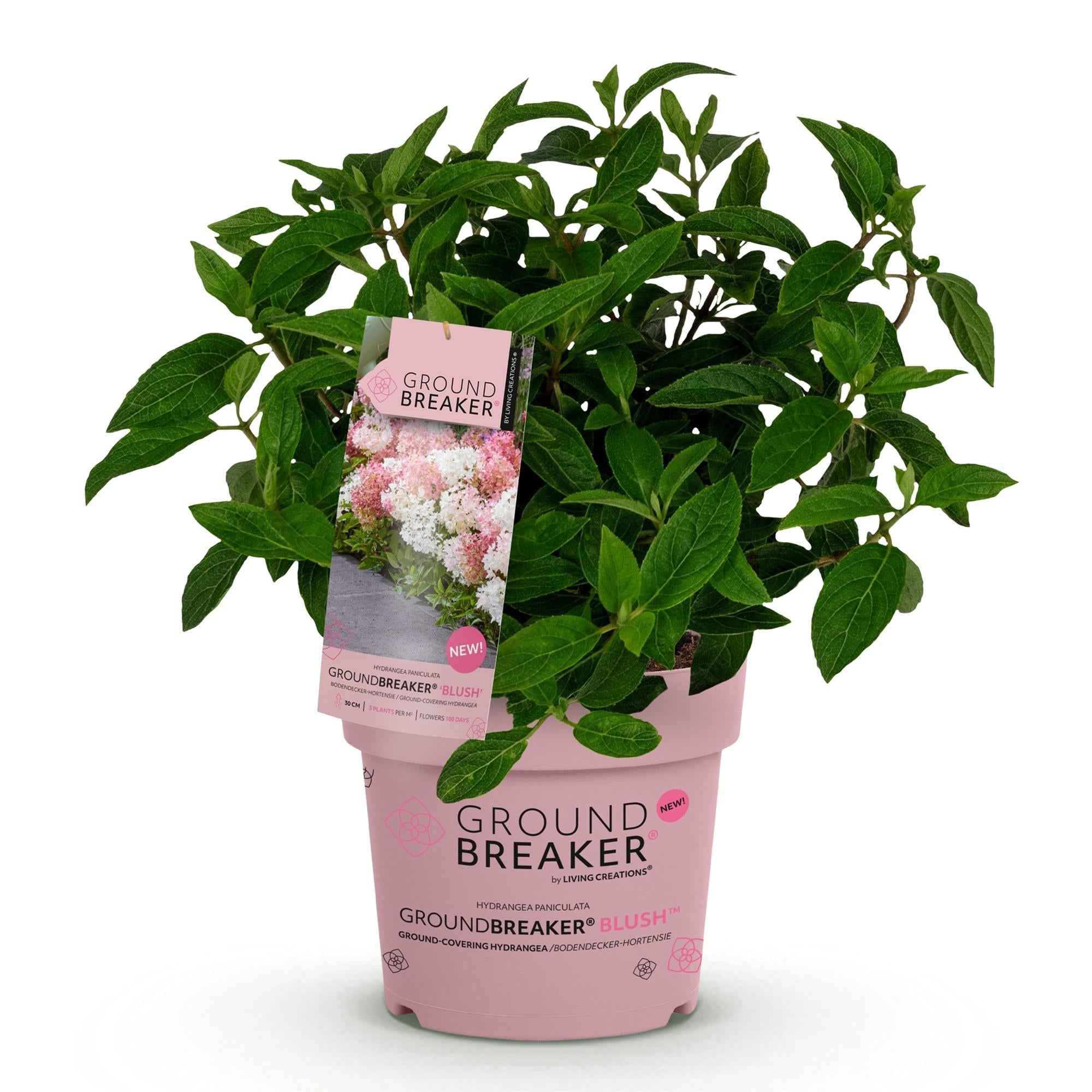 Image of Rispenhortensie Hydrangea paniculata Groundbreaker Blush winterhart rosa 20cm 14cm für Garten Balkon Terrasse Beet bienenfreundlich pflegeleicht-1