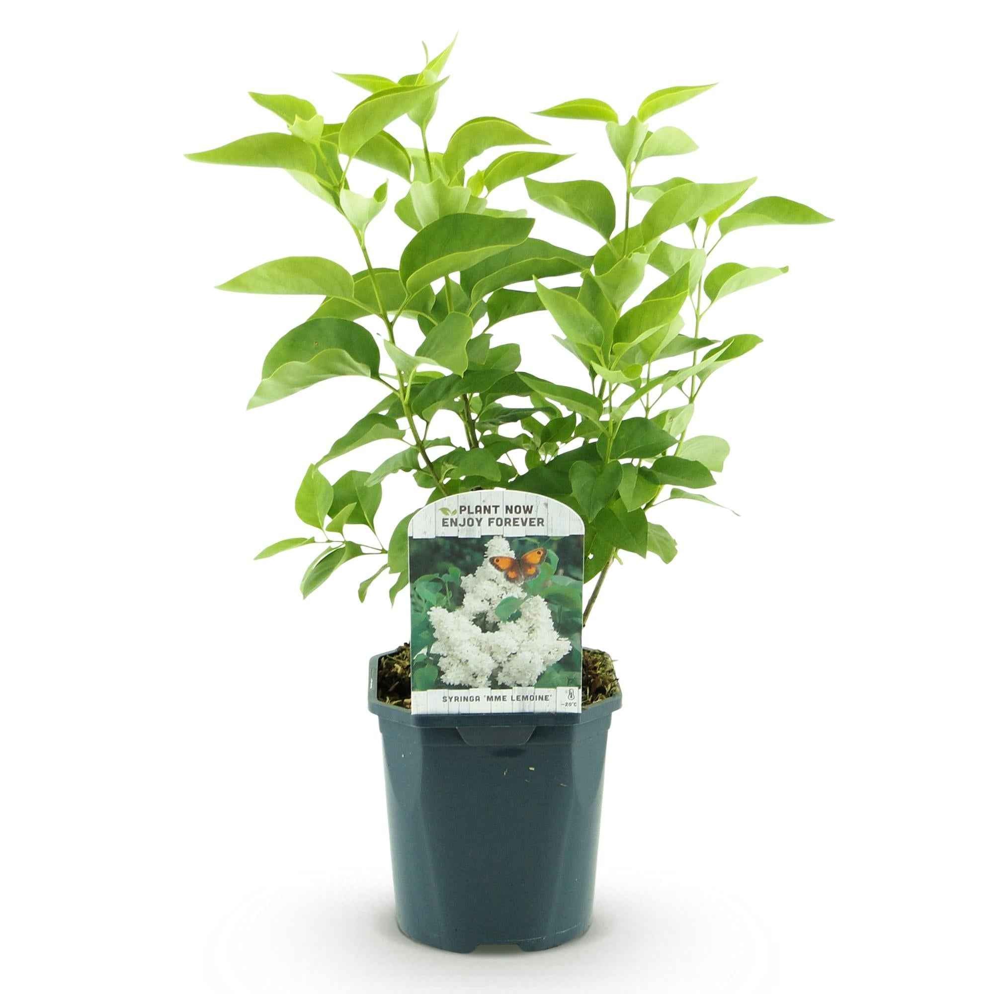 Image of Flieder Syringa vulgaris Mme Lemoine 45cm – winterhart – weiße gefüllte, duftende Blüten Mai – Juni – Topf 17cm-2