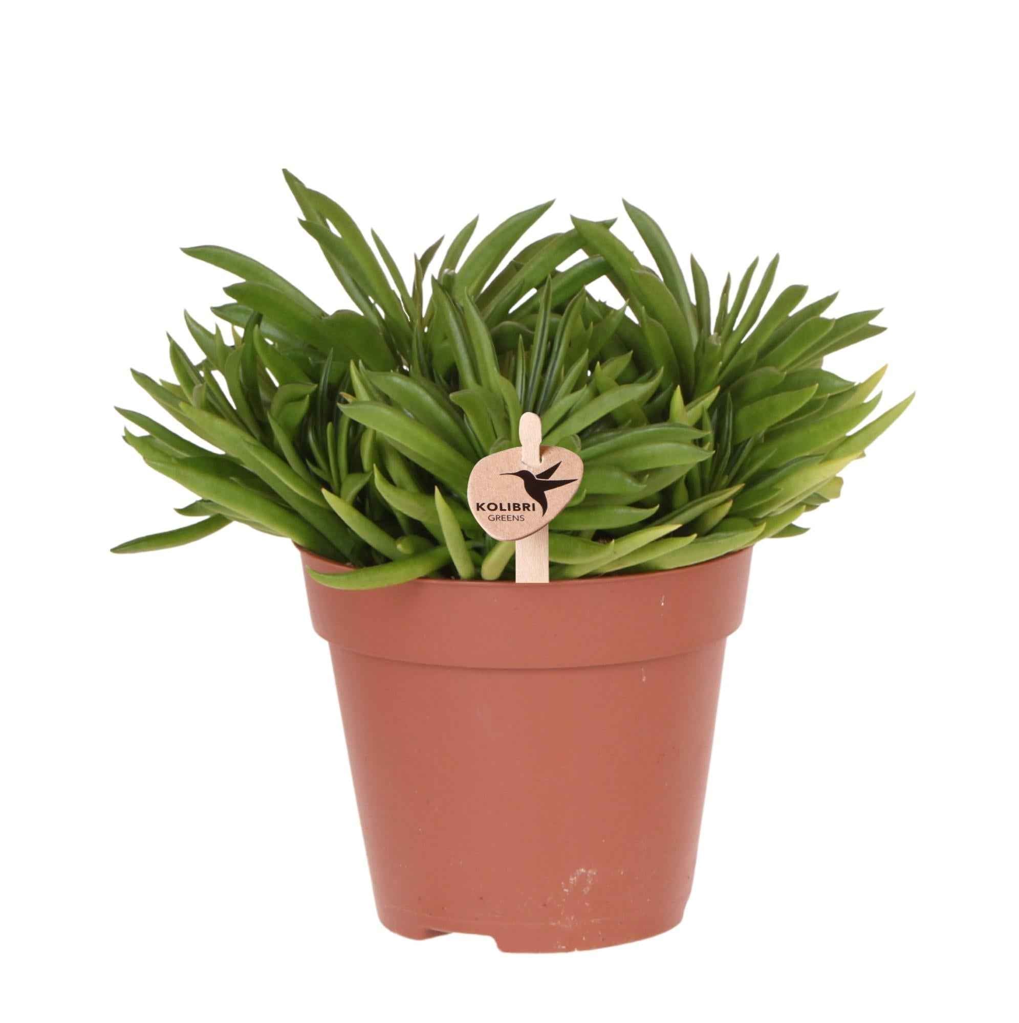 Image of Sukkulente Happy Beam – pflegeleichte grüne Zimmerpflanze – Ø12cm – Frische Pflanze direkt vom Züchter – Ideal für Zuhause & Büro