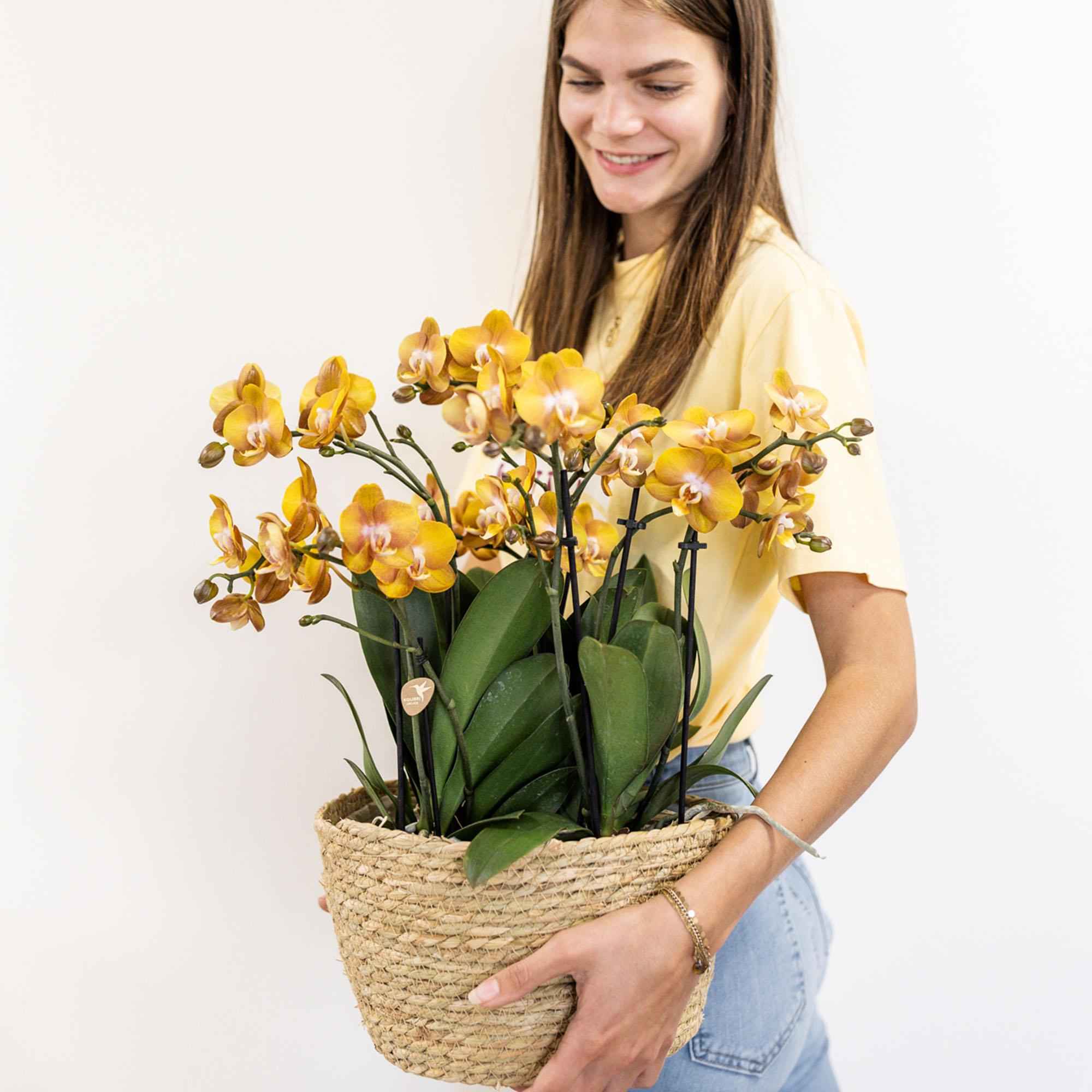 Image of Orange Orchideen-Set im Baumwollkorb – 3 Orchideen Las Vegas Ø12cm Mit autarkem Wassertank & Dochtsystem Rhipsalis & Tillandsie Pflegeleicht & dekorativ-2