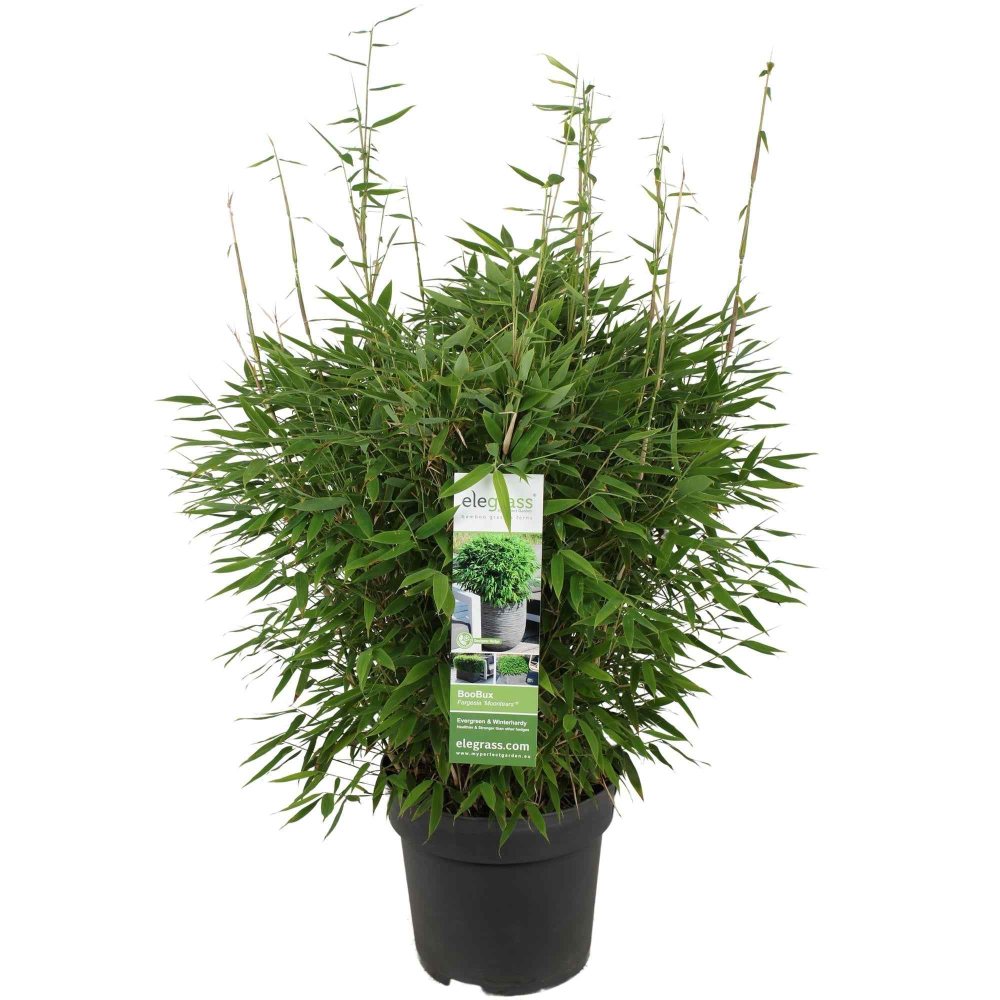Image of Bambus – Fargesia murieliae 'Moontears' Boobux – Ø29cm ↕70cm – Immergrüner Bambus für Hecke, Bodenbedeckung & Kübel – Winterhart & pflegeleicht