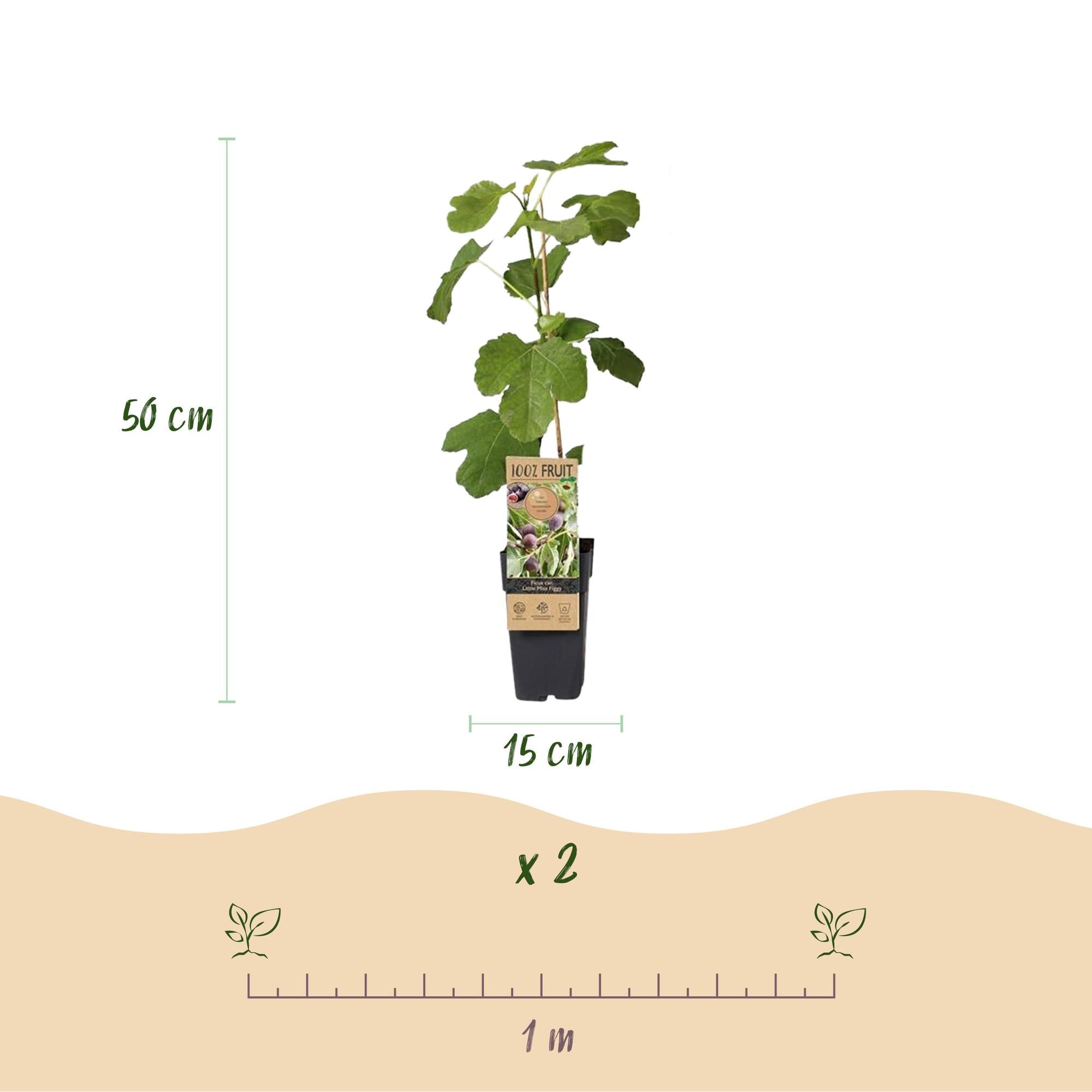 Image of Feigenbaum – Ficus carica 'Little Miss Figgy' – 2 Pflanzen – Ø15cm – Höhe 50cm – Rote Früchte – Kompakter Obstbaum für Garten, Balkon & Terrasse-3