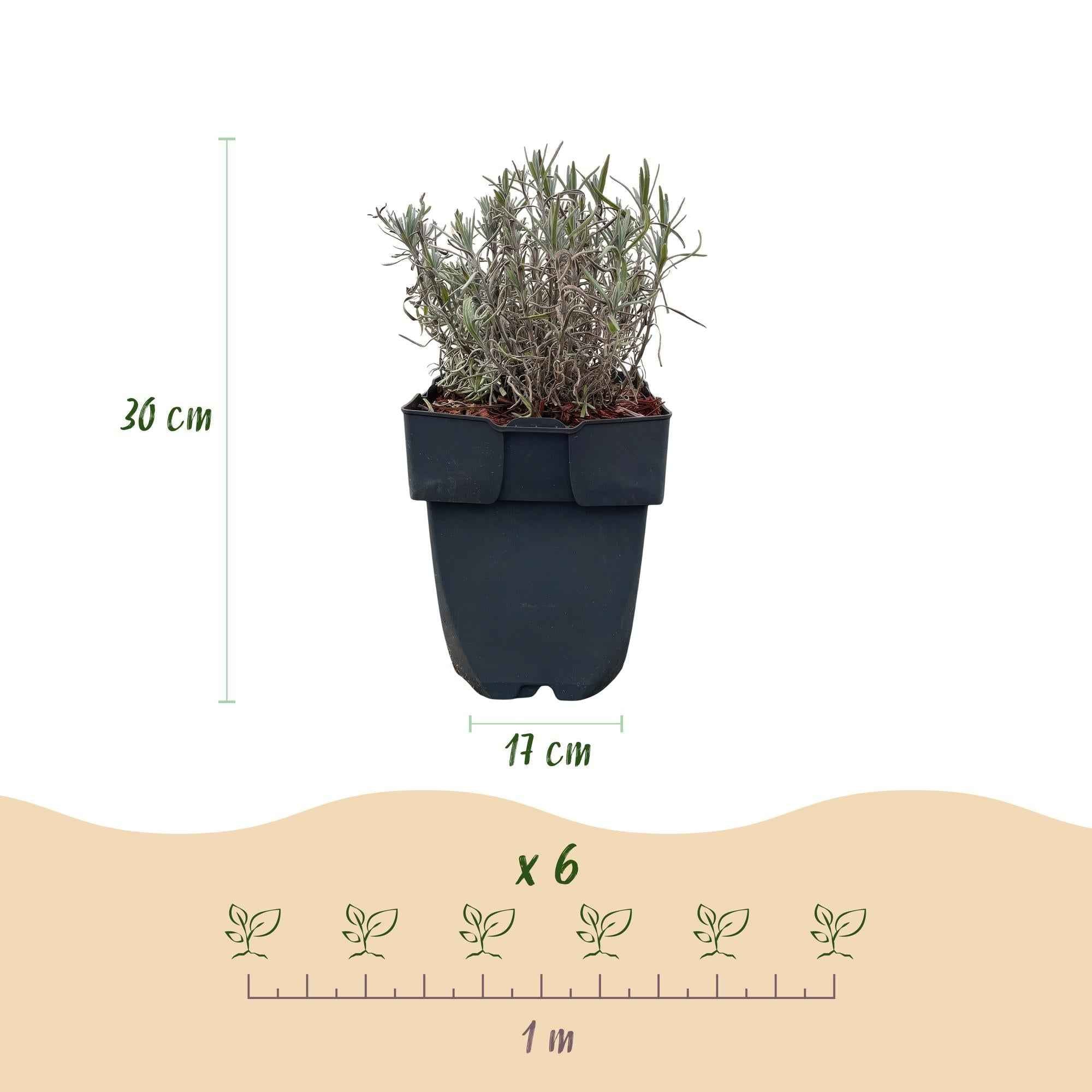 Image of Echter Lavendel Lavandula angustifolia Hidcote – Heckenpflanze – Graues Blatt – 6 Pflanzen – 1 laufender Meter – Immergrün – 17cm Höhe 30cm-4