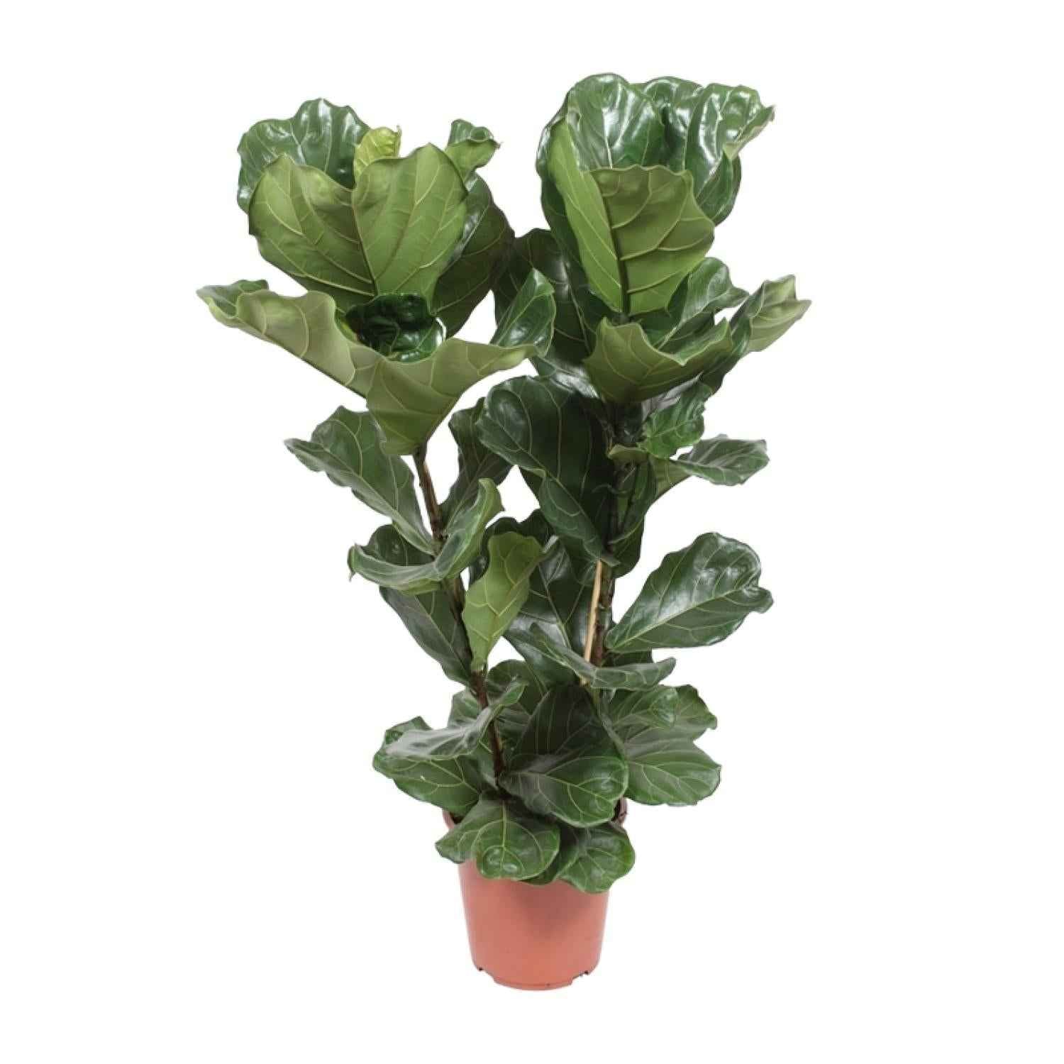 Image of Geigen – Feige – Ficus Lyrata – Zimmerpflanze – Ø27cm – ↕100cm – Elegante Grünpflanze mit großen Blättern – Luftreinigend & pflegeleicht-0