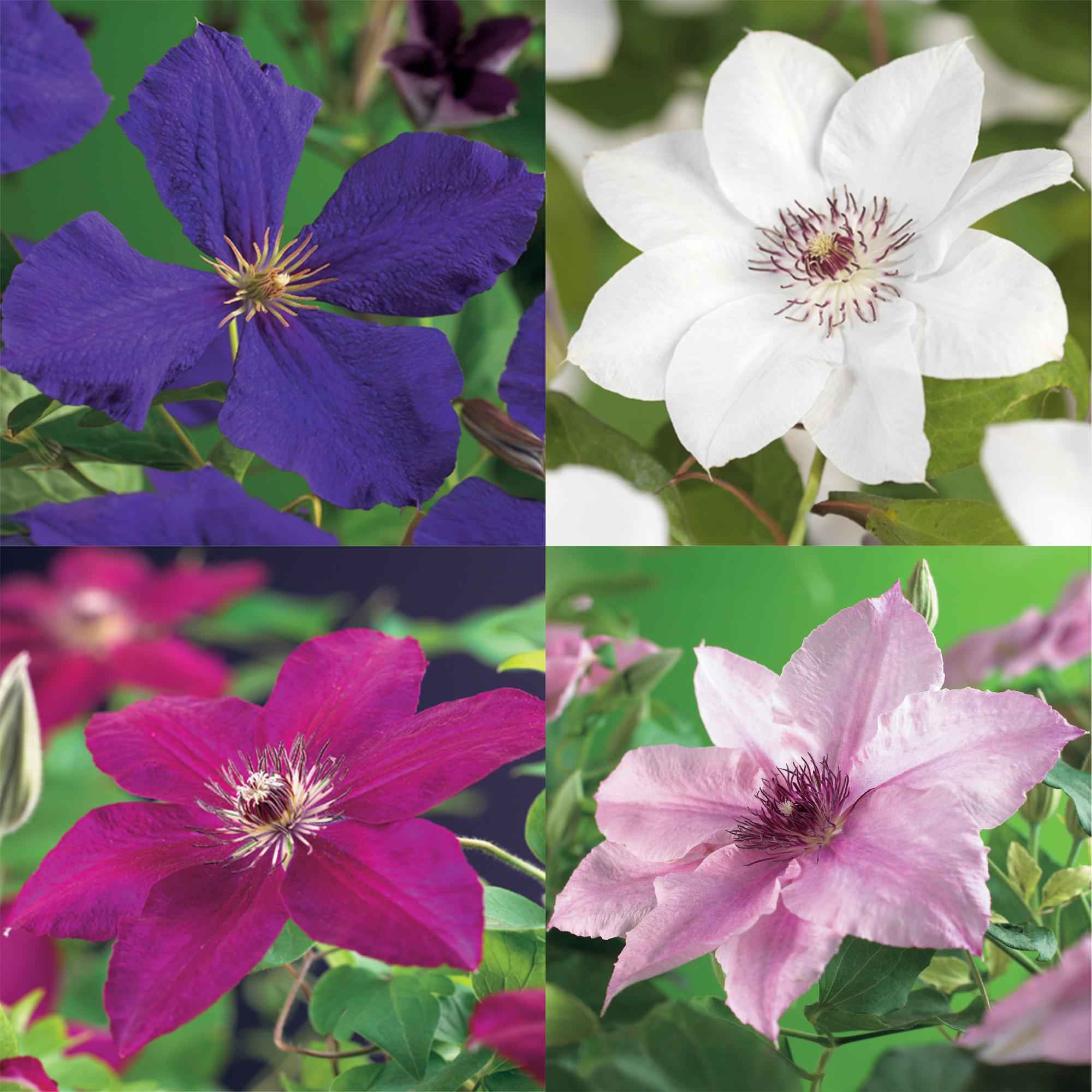 Image of Kletterpflanze Clematis Rainbow – Mehrfarbige Blüten Rosa Weiß Lila Rot – Wenig Pflege – 4 Pflanzen – 11cm Höhe 40cm – Für Garten, Balkon & Pergolen-0