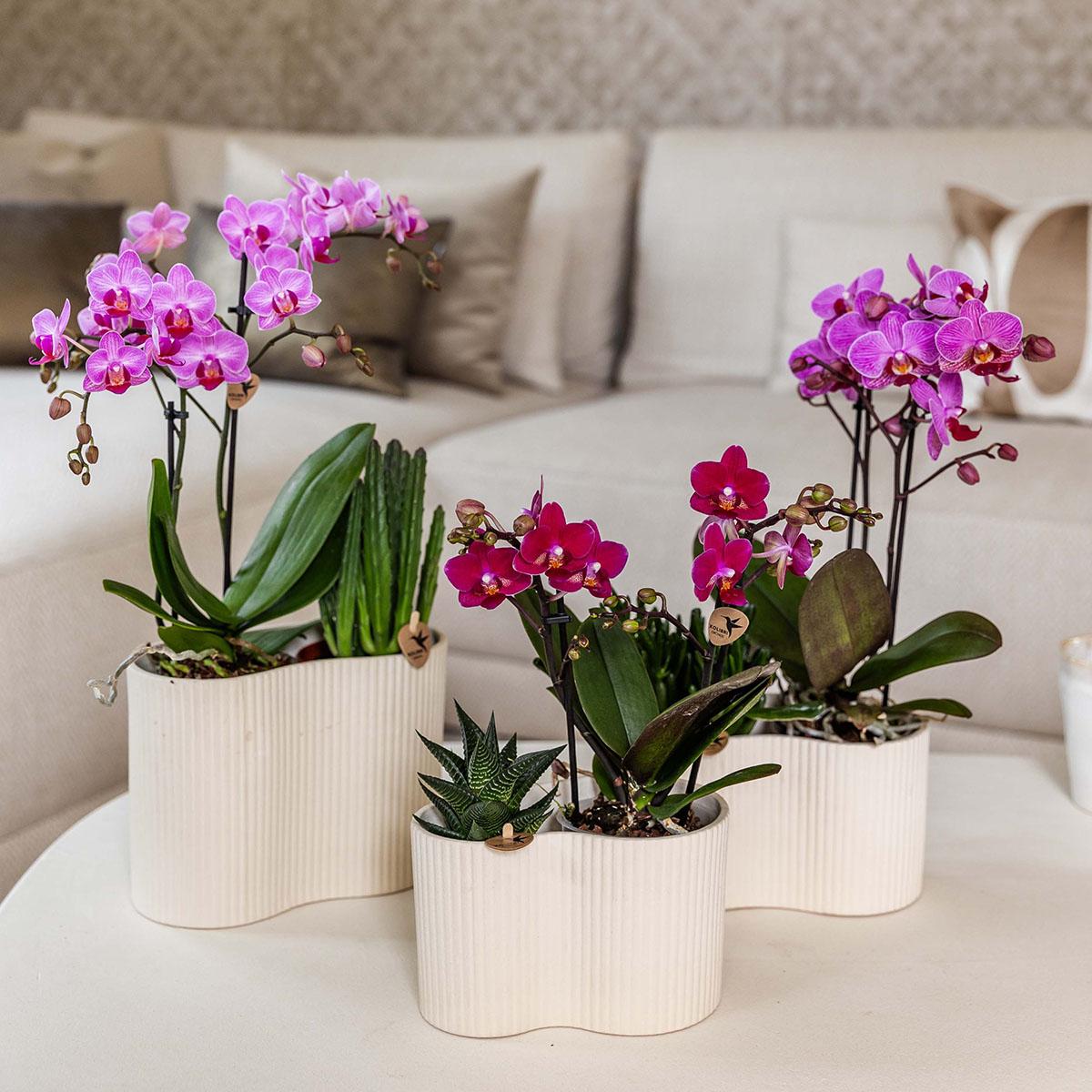Image of Phalaenopsis Orchidee Chamonix – Ø9cm – Violett/Bordeaux blühende Zimmerpflanze – Kräftige Orchidee mit 2-3 Trieben – Frisch vom Züchter-1